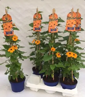 8717432082215 Schwarzäugige Susanne Thunbergia im 13 cm Topf