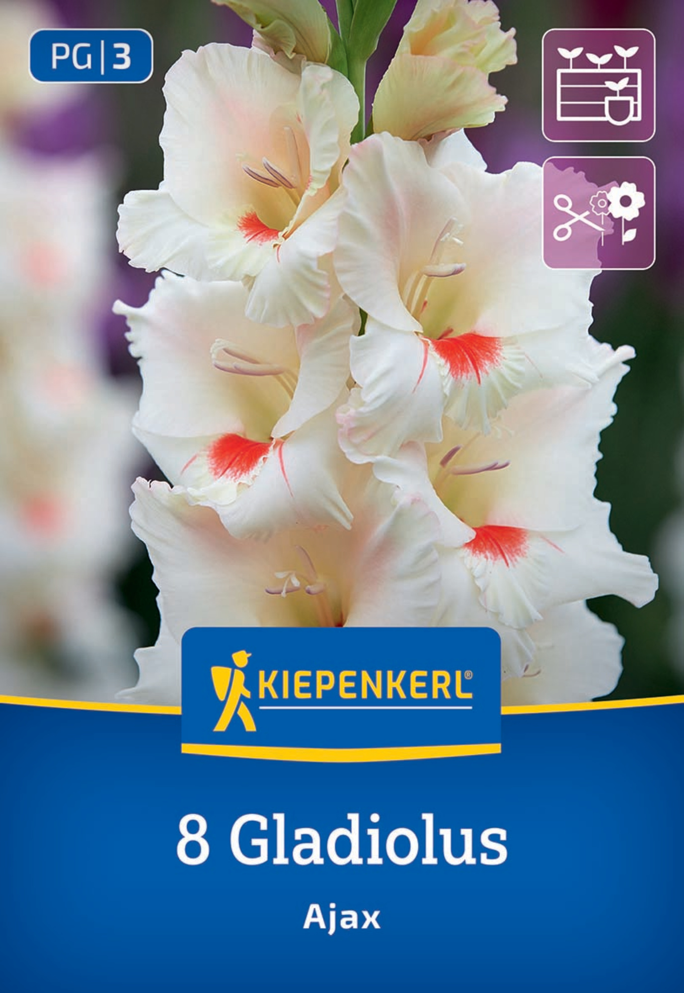 Kiepenkerl Frühjahrsblumenzwiebel Großblumige Gladiole Ajax 8 Stück