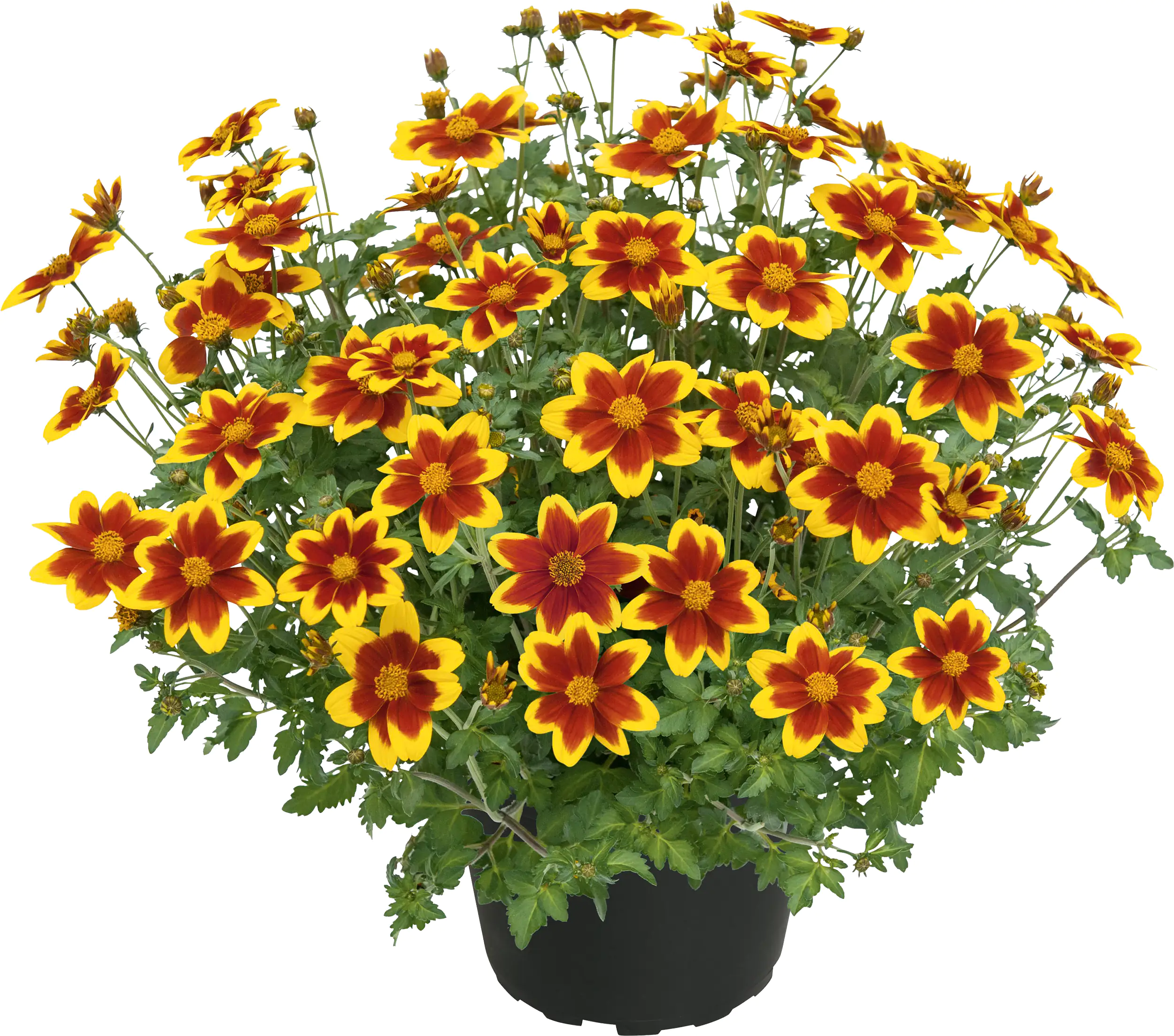 Goldmarie Bidens Trio Mix H 20 cm 5 L Container Goldmarie Bidens Trio Mix H 20 cm 5 L Container