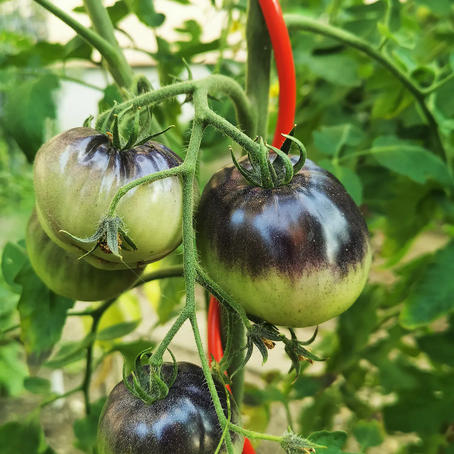 Bellissa Tomatenspirale COLORATA 110, 4 x 4 x 110 cm, rot