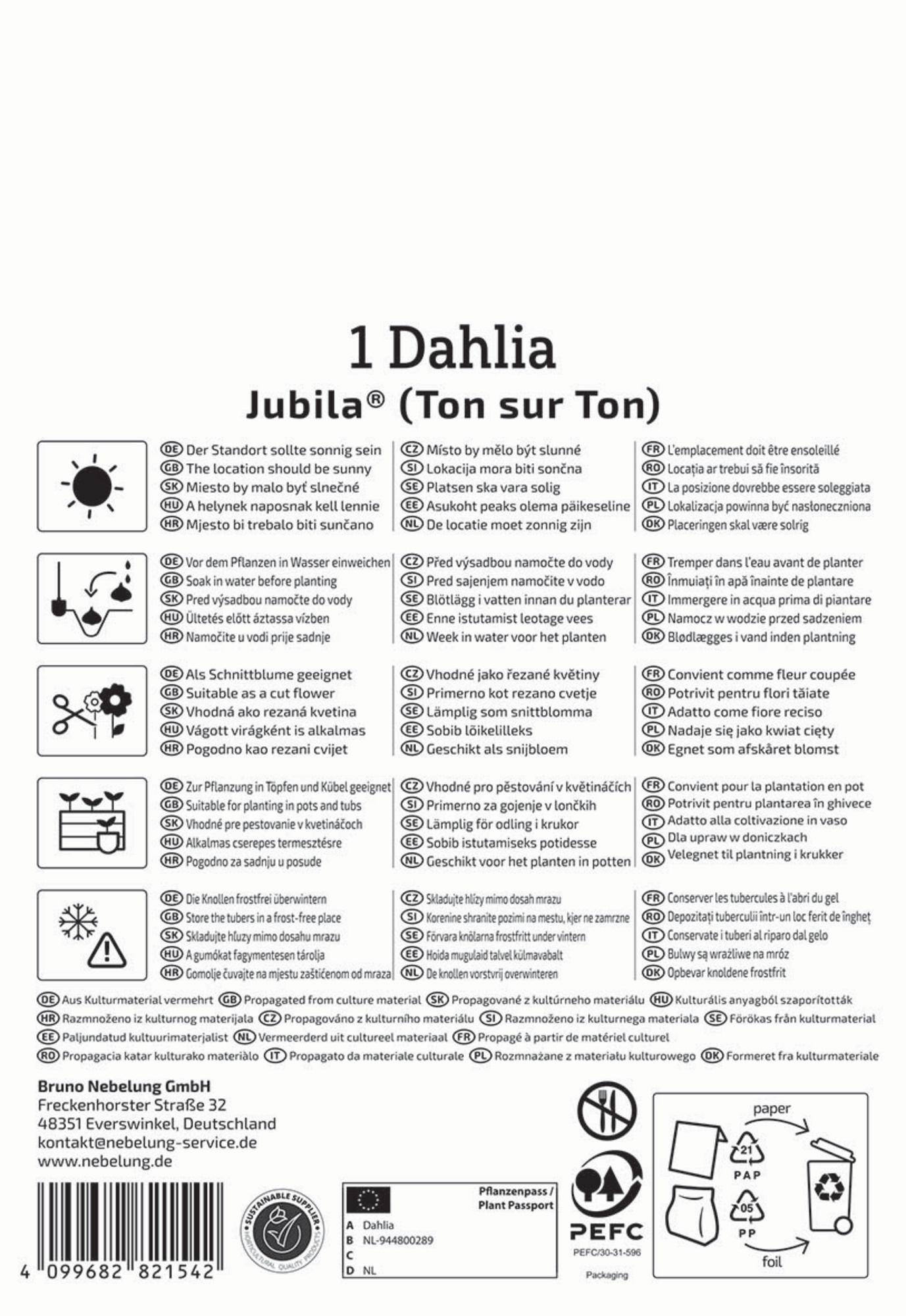 Kiepenkerl Profi-Line Frühjahrsblumenzwiebel Dekorative Dahlie Jubila 1 Stück