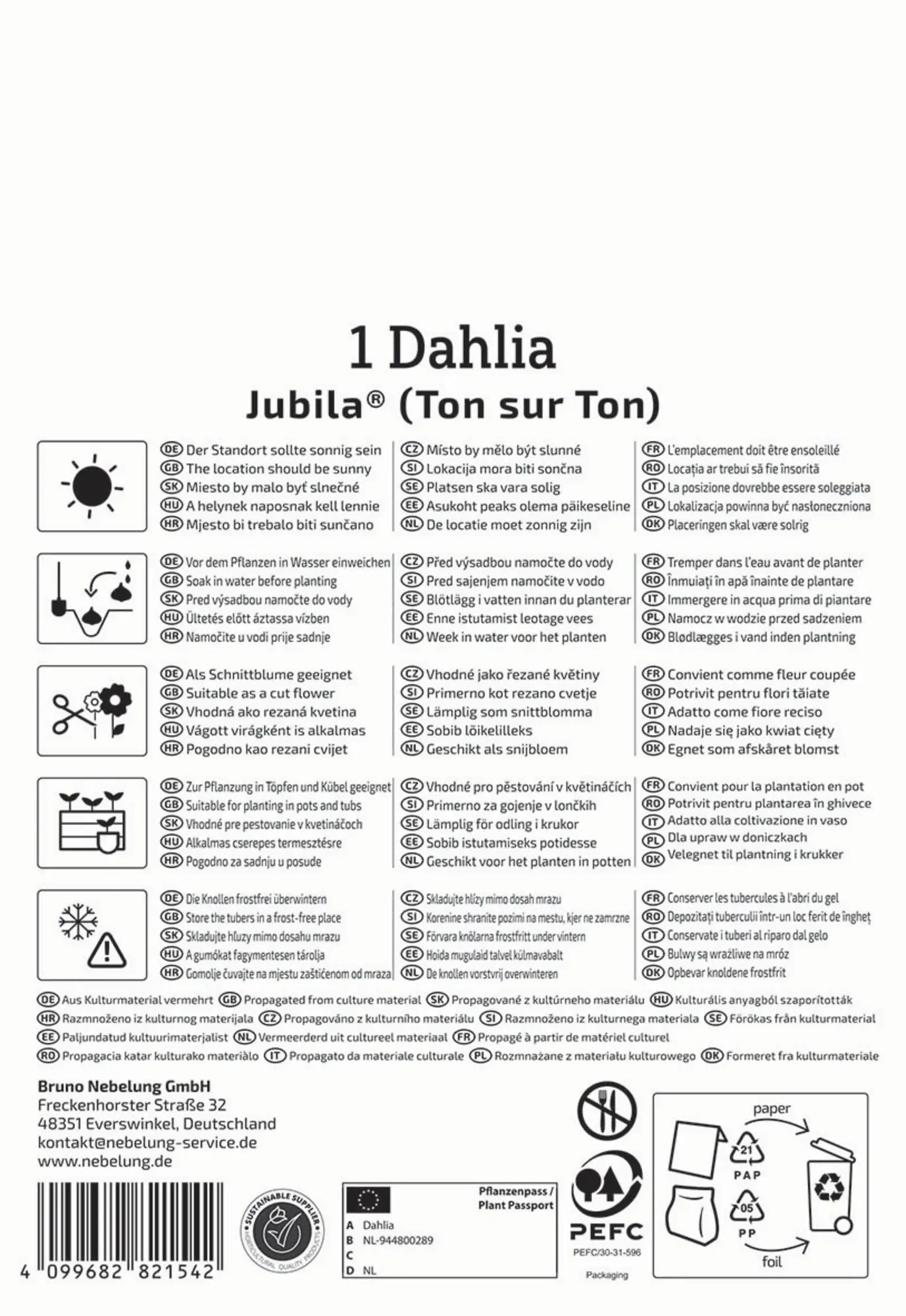 Kiepenkerl Profi-Line Frühjahrsblumenzwiebel Dekorative Dahlie Jubila 1 Stück