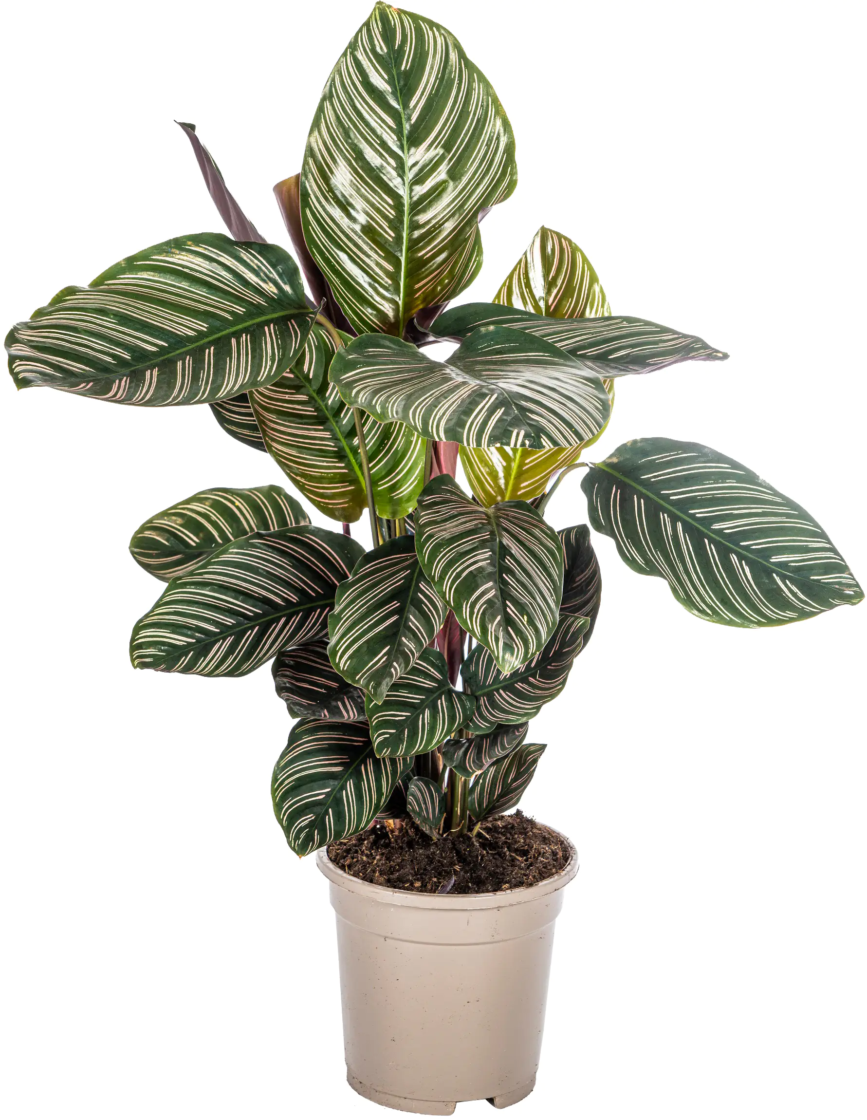 Korbmaranthe Mix Calathea H 45 cm 17 cm Topf