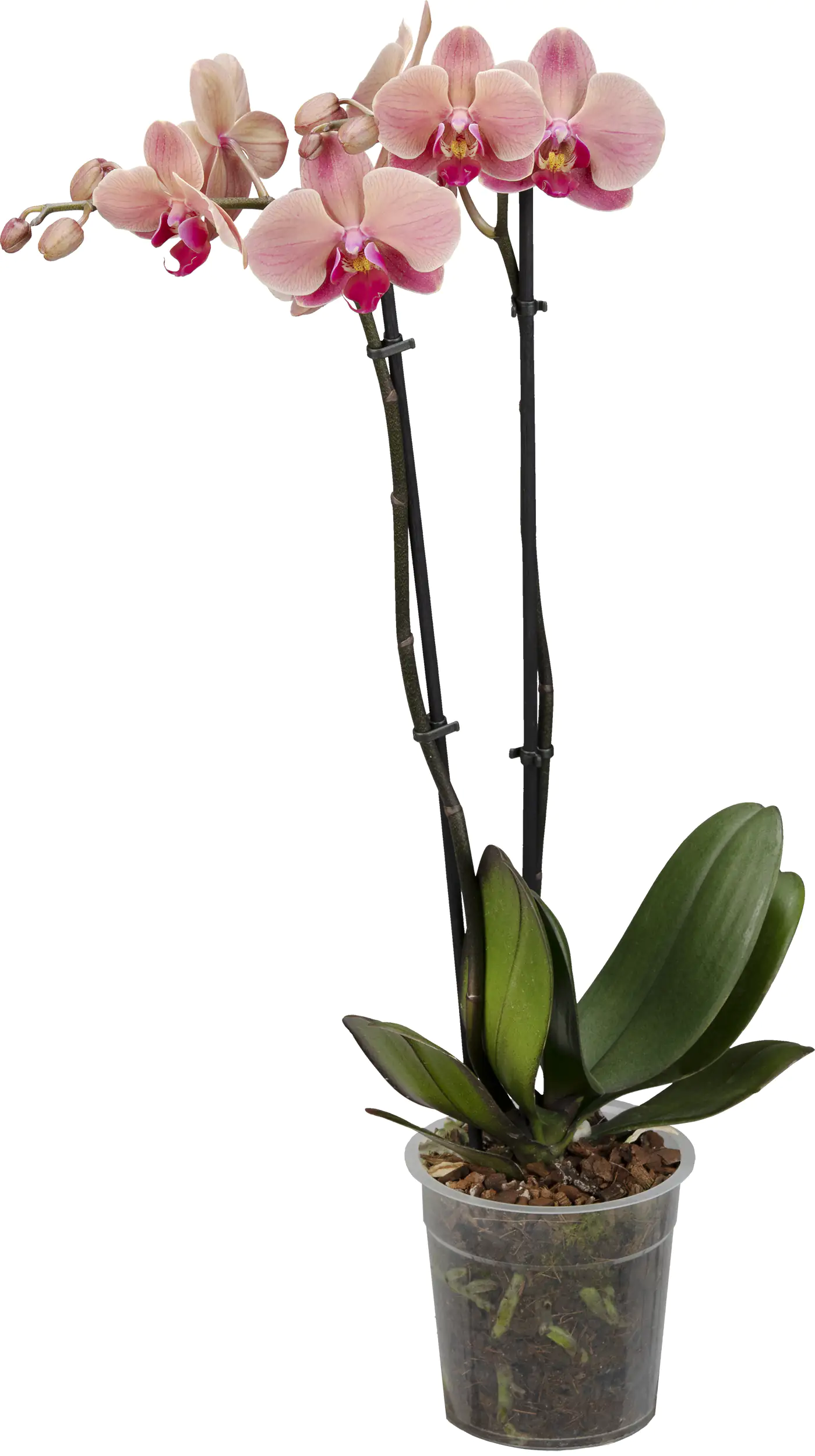 Schmetterlingsorchidee Phalaenopsis H ca 55 cm 12 cm Topf