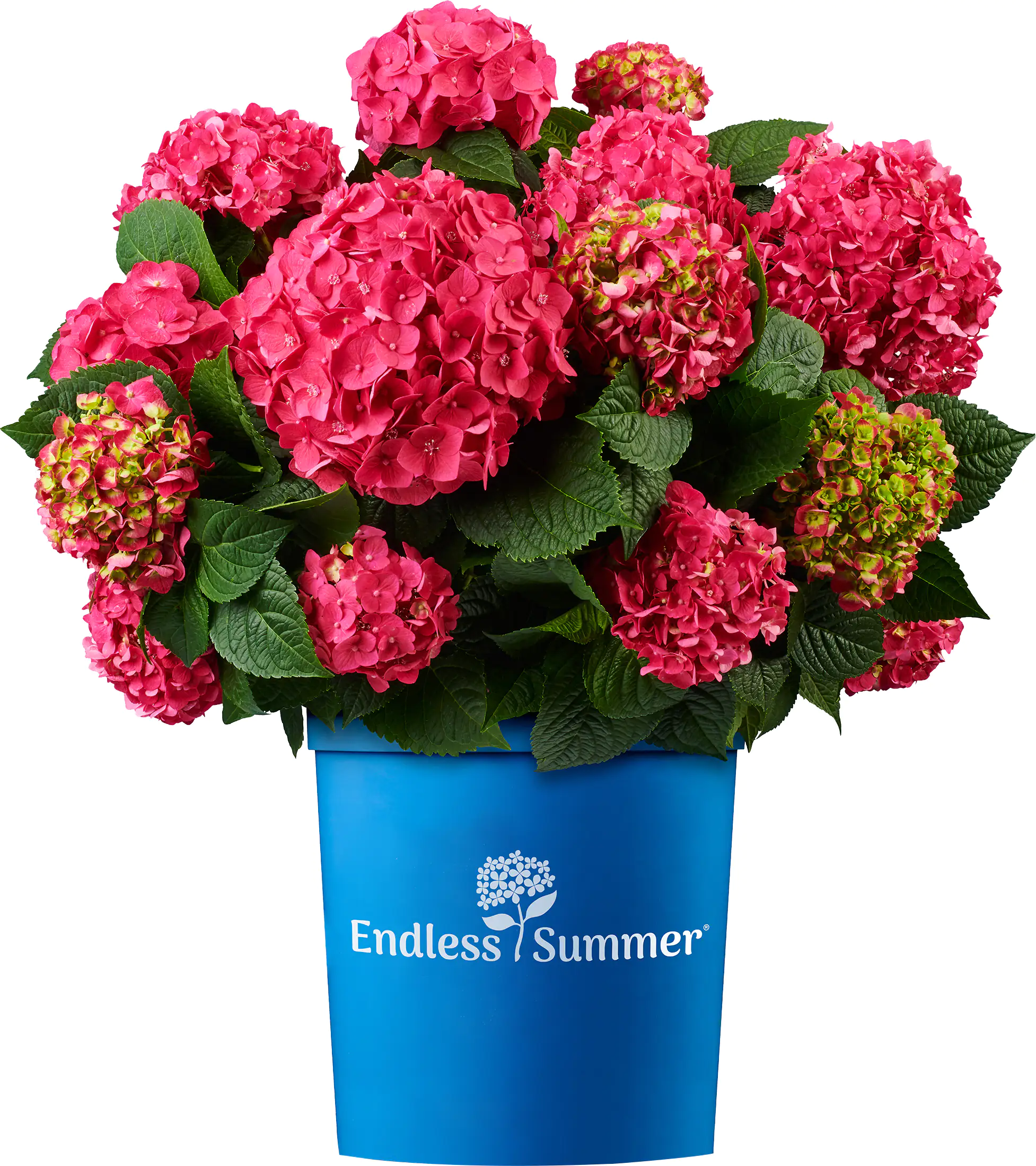 Bauernhortensie Endless Summer Hydrangea H  30 - 40 cm 5 L Container