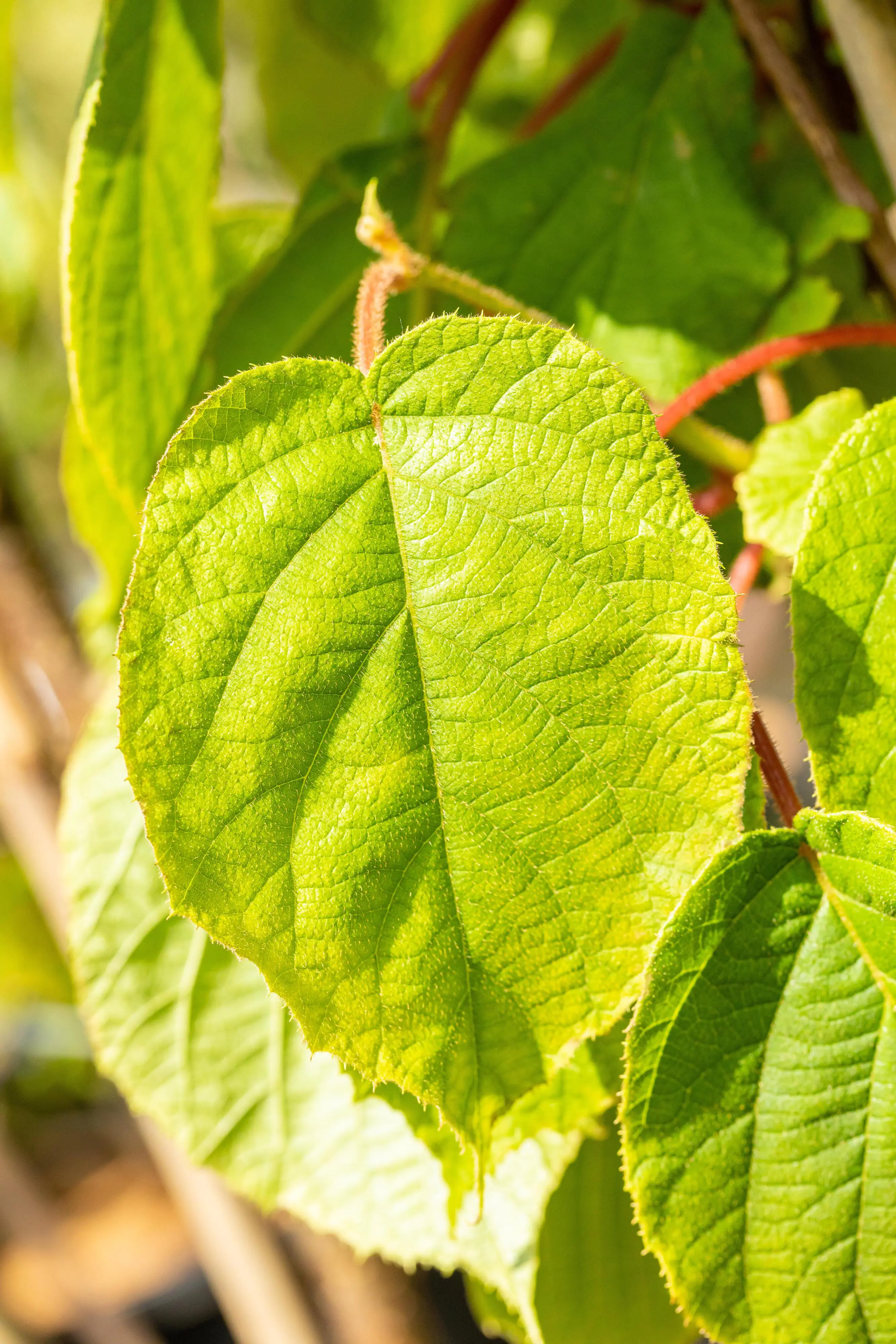 Obststrauch Selbstfruchtende Kiwi 2 L Eckcontainer