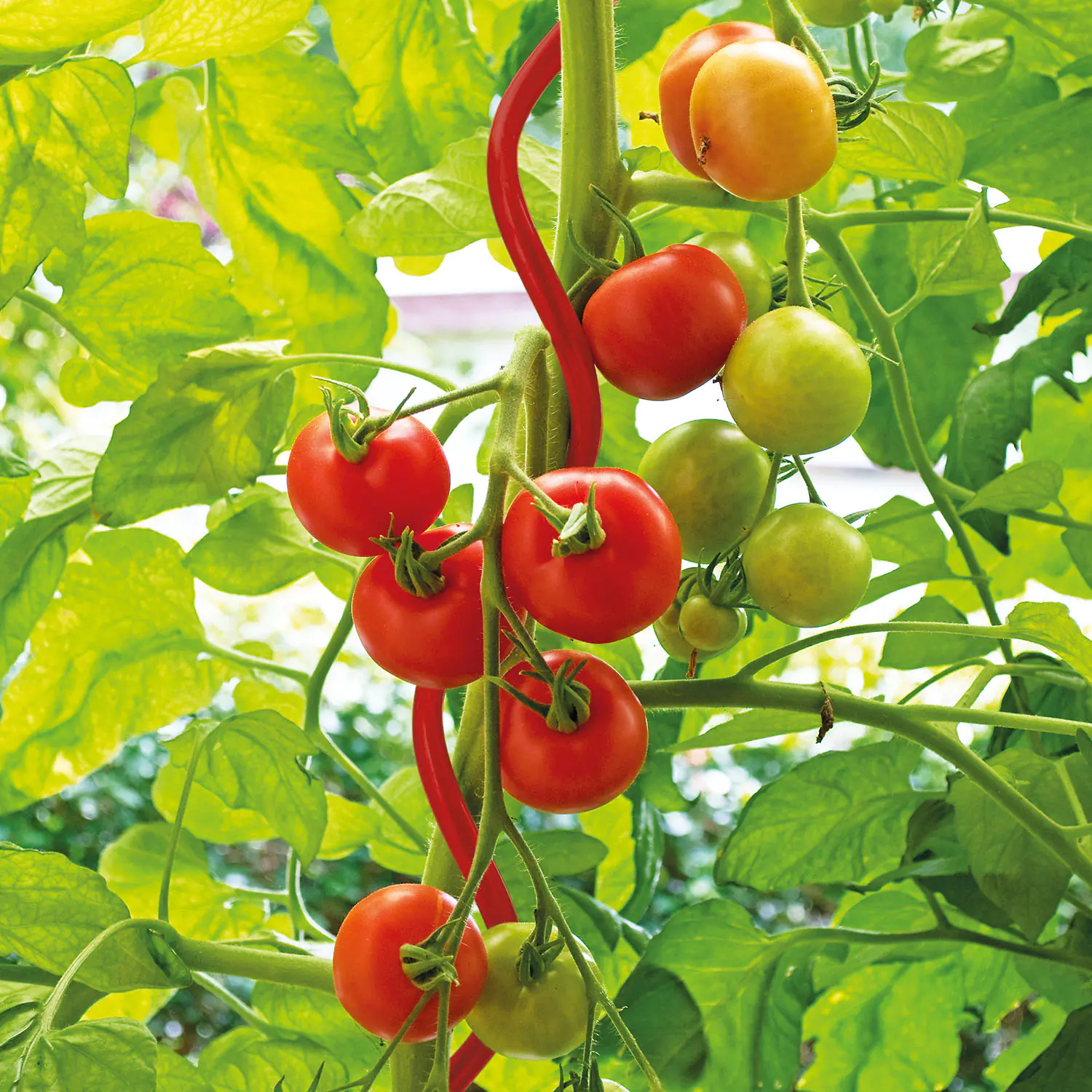 Bellissa Tomatenspirale COLORATA 110, 4 x 4 x 110 cm, rot