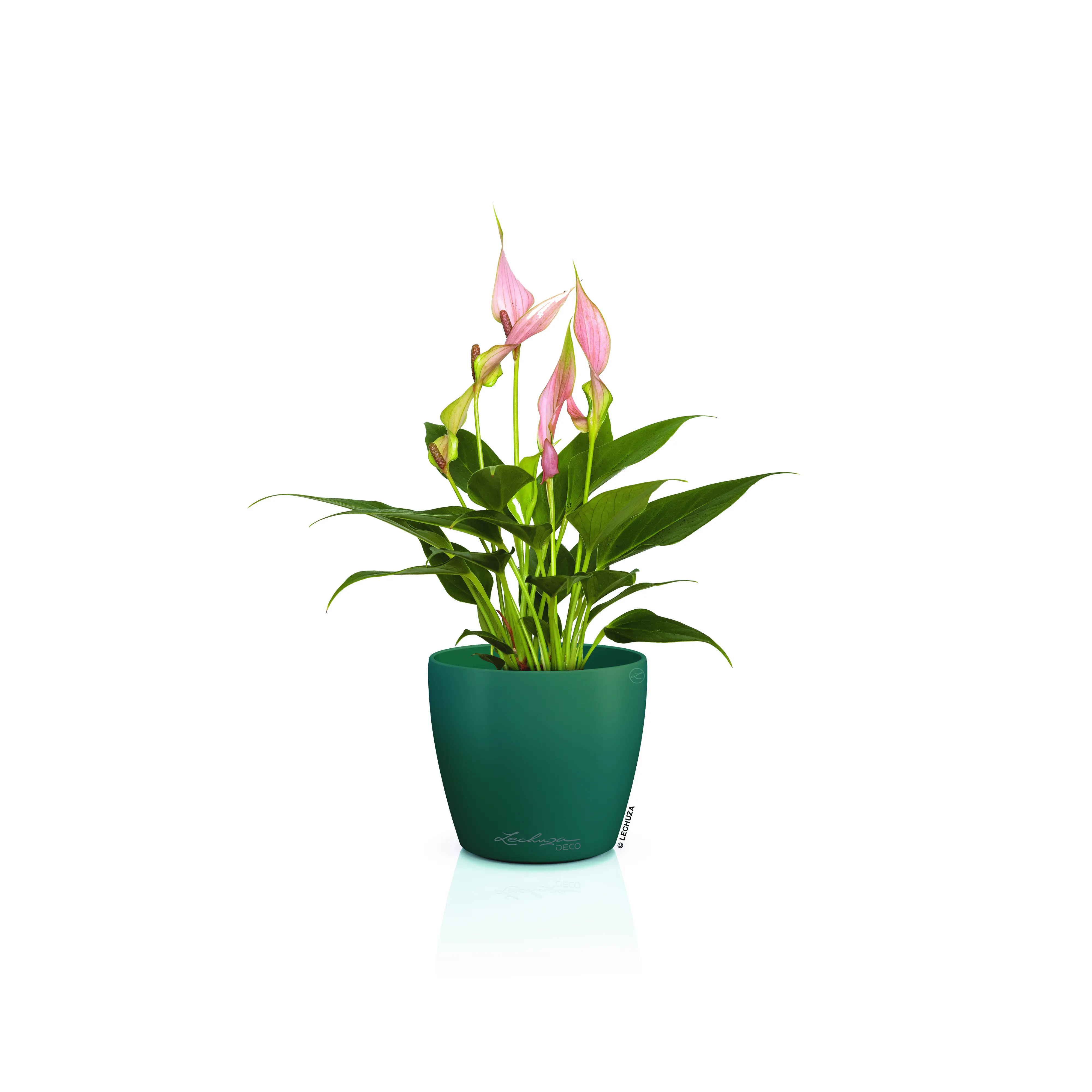 Lechuza Pflanztopf Deco 12 Ø 13,2 x 11,8 cm pinie