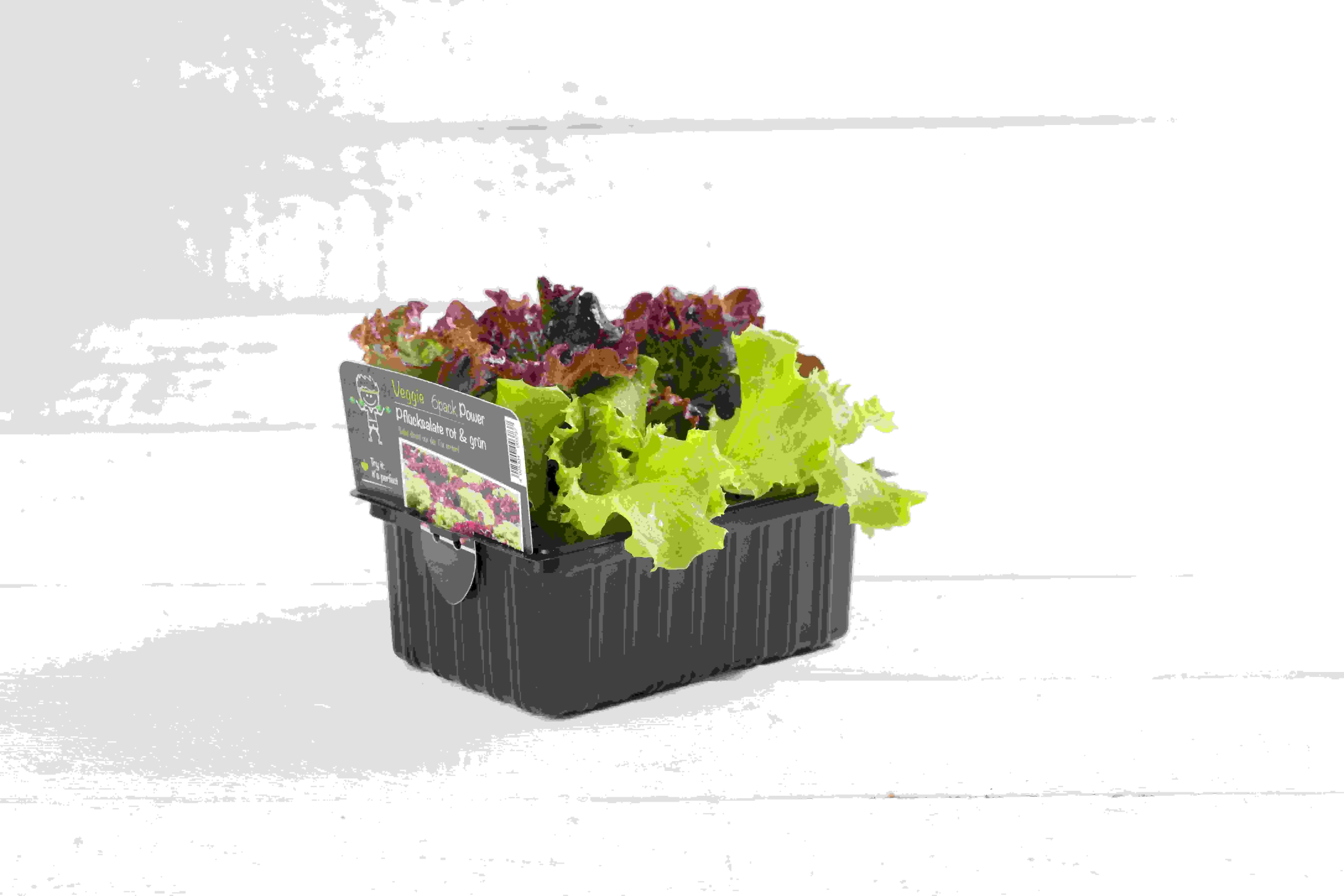 Salat- und Gemüsesetzlinge "Le Jardin Gourmand" Eichblattsalat rot 6er Schale