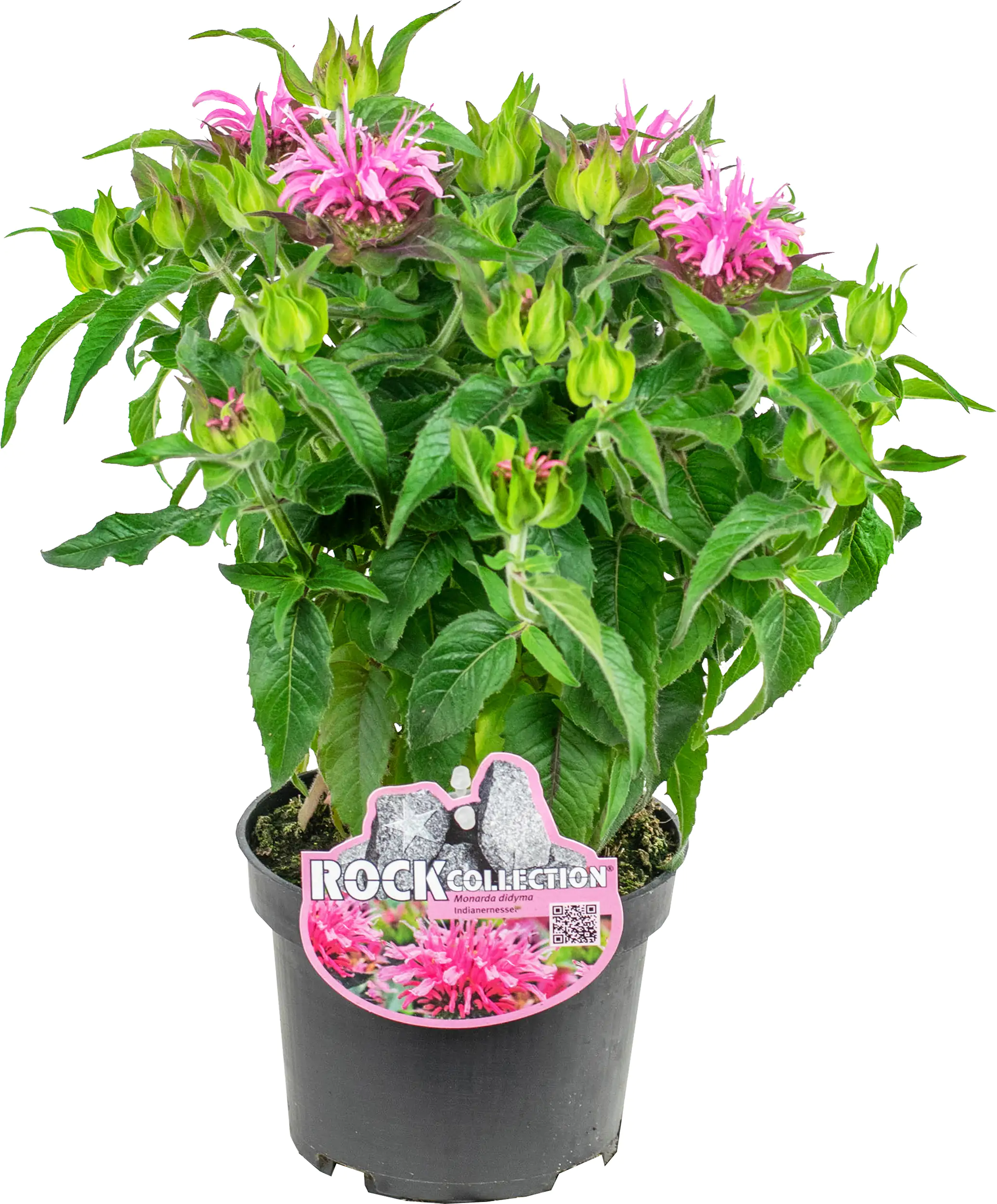 Indianernessel Monarda didy. Balmy 13 cm Topf