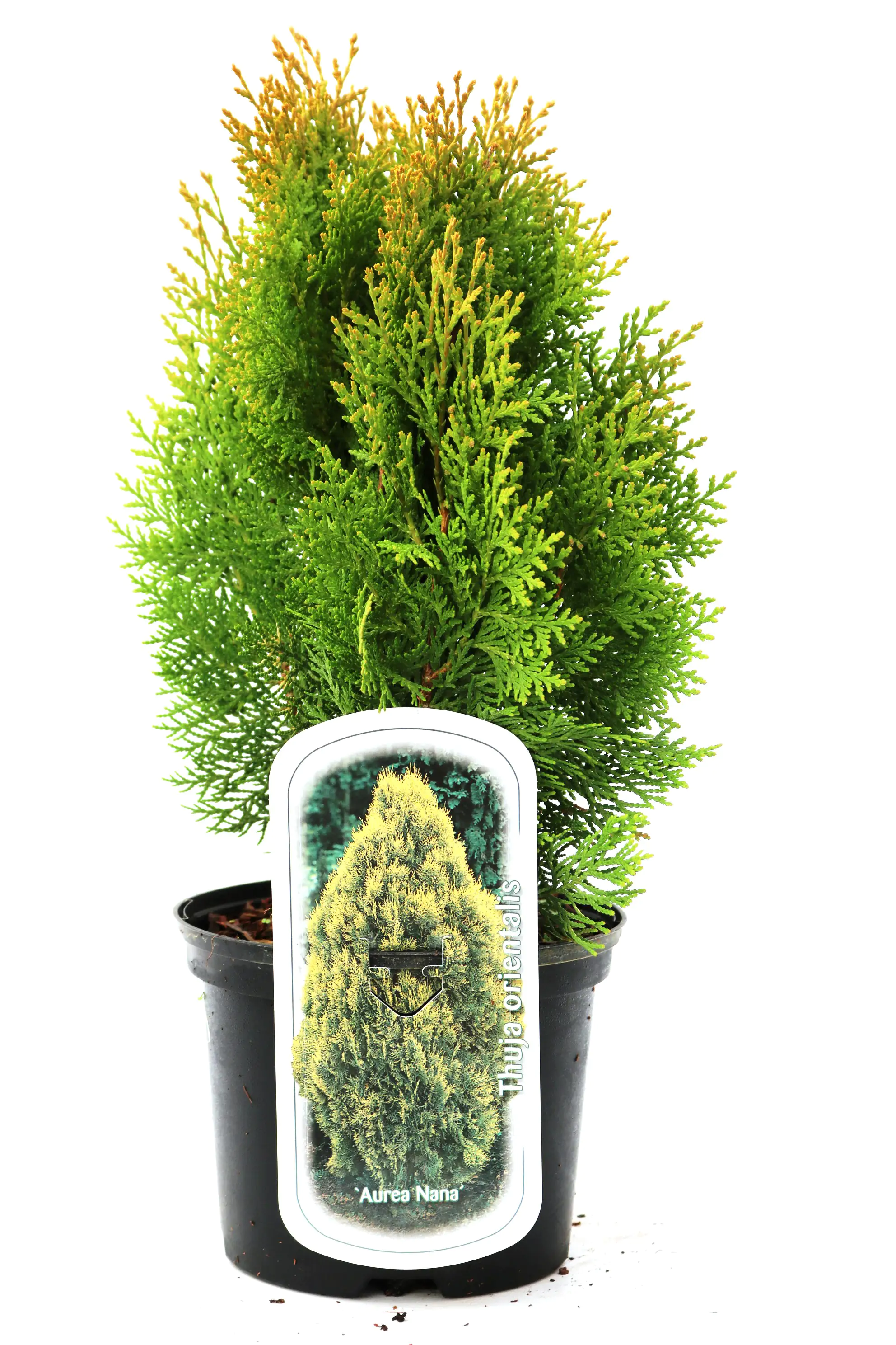 Gelber Lebensbaum Aurea Nana 25-30 cm 2 L Container