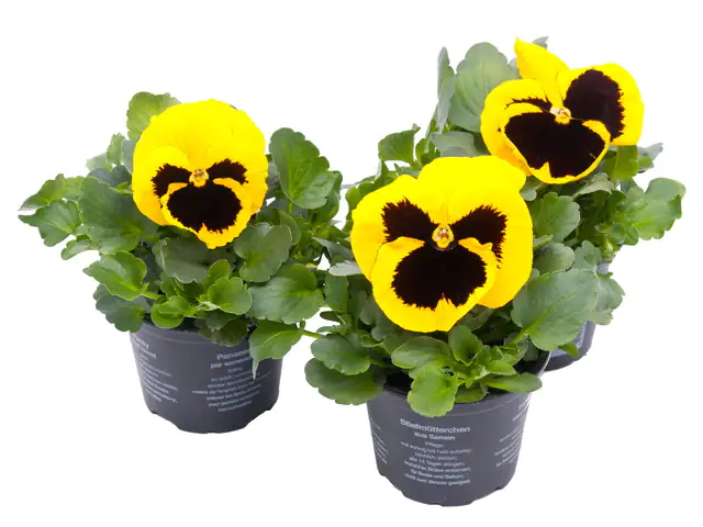 Stiefmütterchen Viola H ca. 15 cm 9 cm Topf Stiefmütterchen Viola H ca. 15 cm 9 cm Topf
