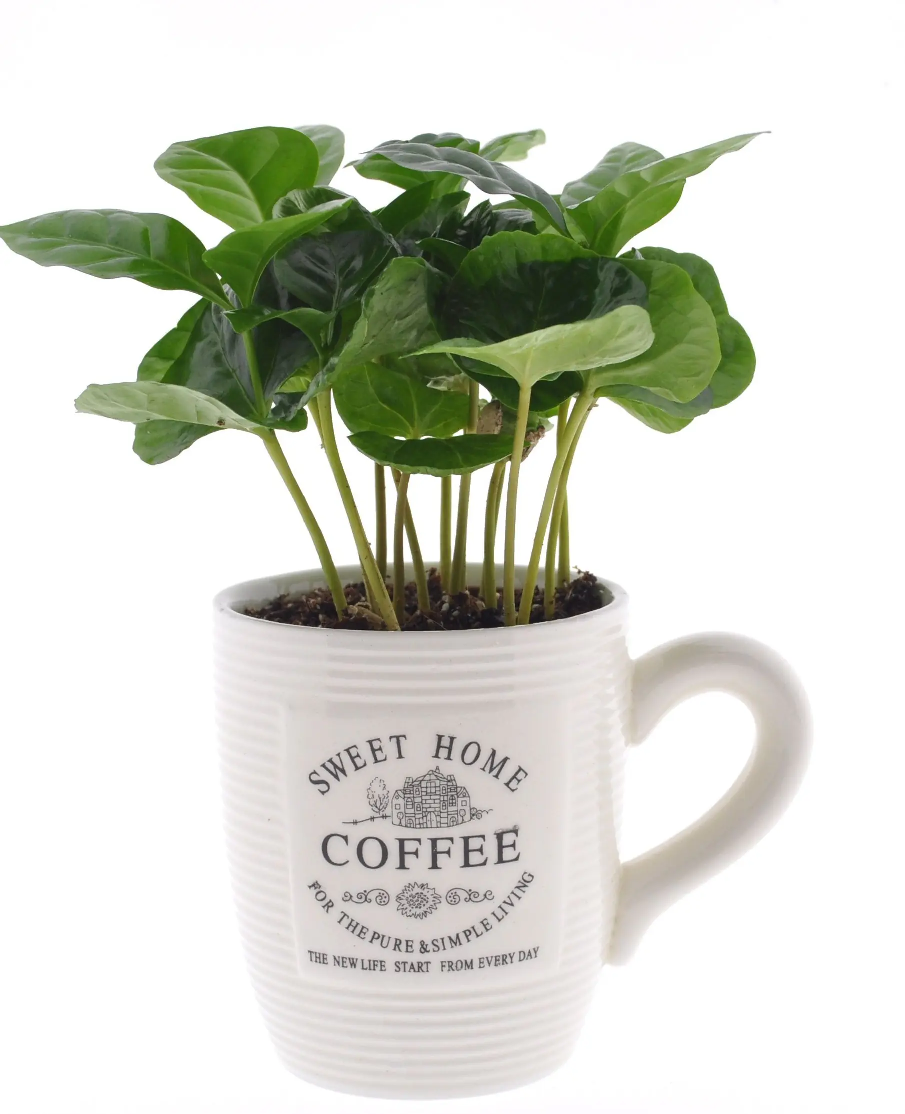 Kaffeepflanze Coffea Arabica 9 cm Topf