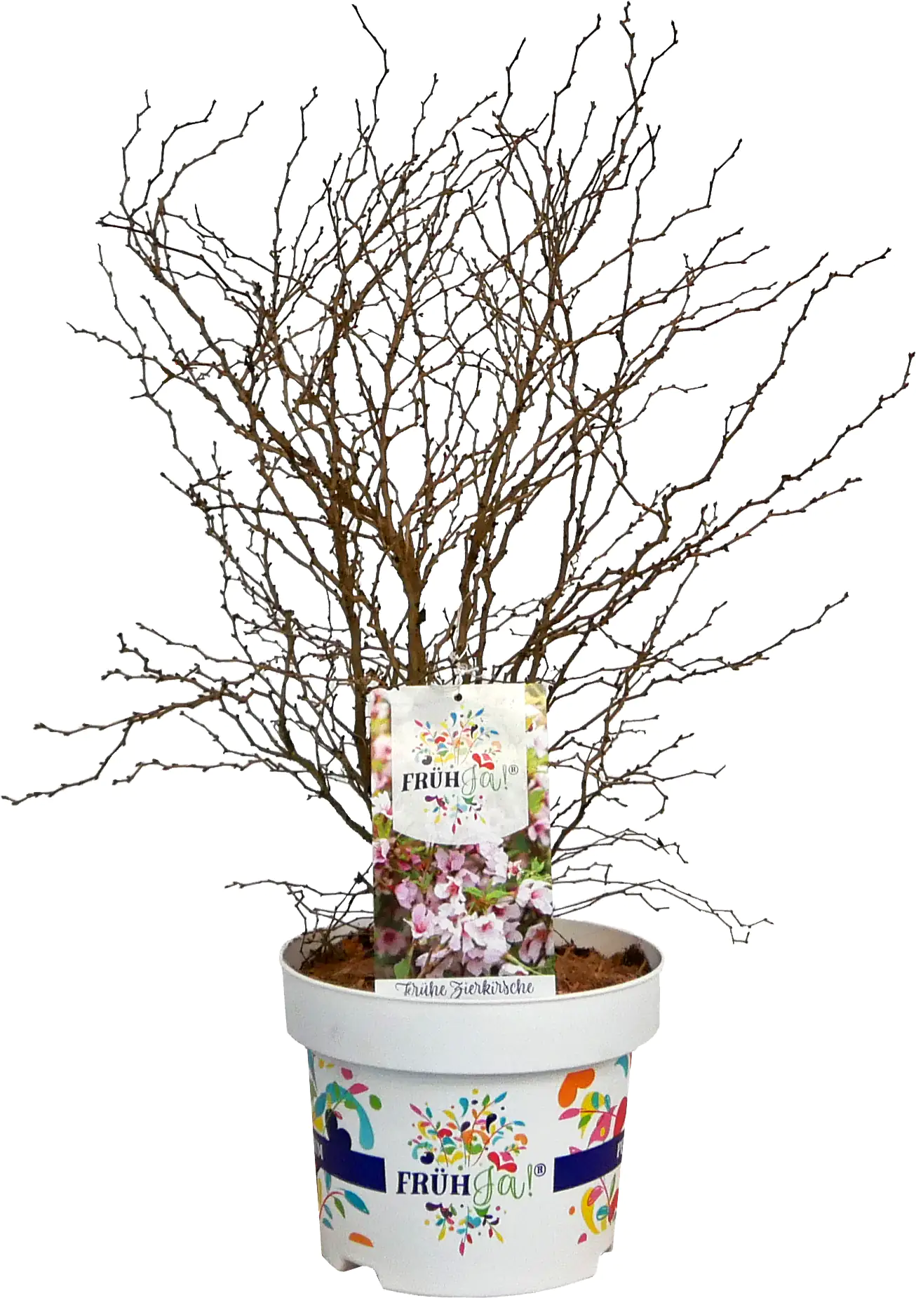 Frühja! Frühkirsche 23 cm Topf, 40-60 cm hoch Frühja! Frühkirsche 23 cm Topf, 40-60 cm hoch