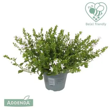 Glockenblume Campanula port Adansa White 15 cm Topf