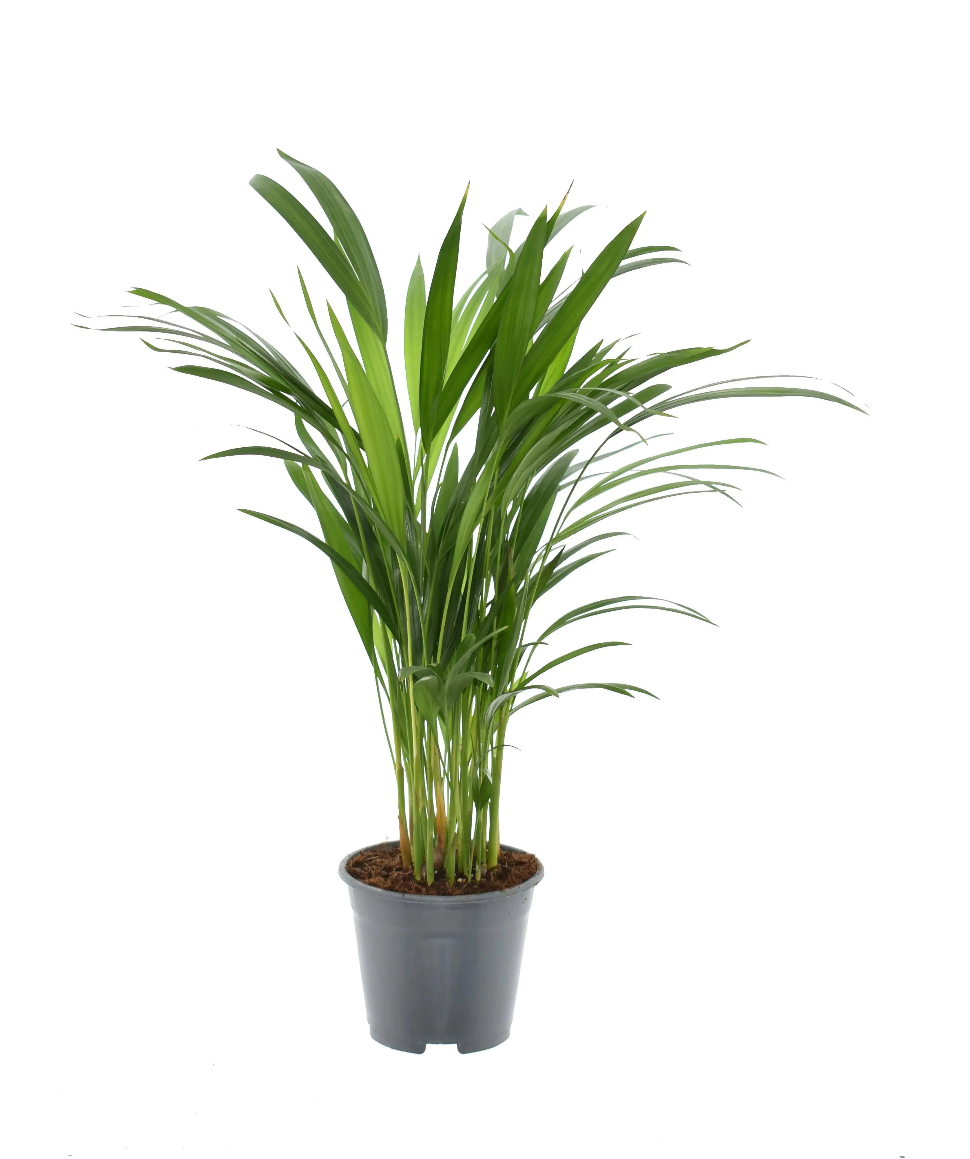 Exotische Grünpflanzen 30 - 55 cm hoch 14 cm Topf