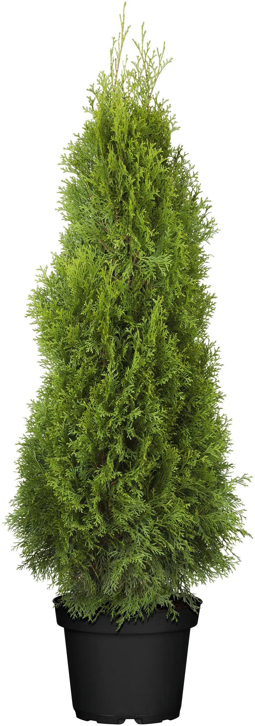 Lebensbaum Smaragd Thuja occidentalis H 80 - 100 cm 7,5 L Container Lebensbaum Smaragd Thuja occidentalis H 80 - 100 cm 7,5 L Container
