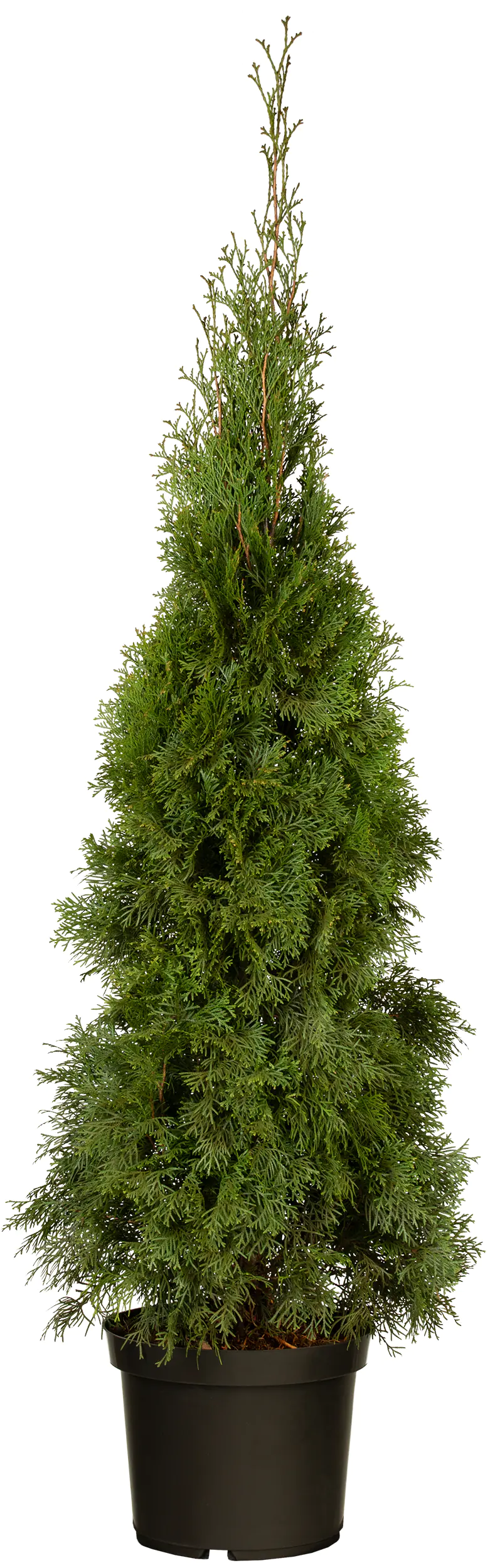 Lebensbaum Thuja occ. Smaragd H 110-120 cm 7,5 L Container topfgewachsen Lebensbaum Thuja occ. Smaragd H 110-120 cm 7,5 L Container topfgewachsen