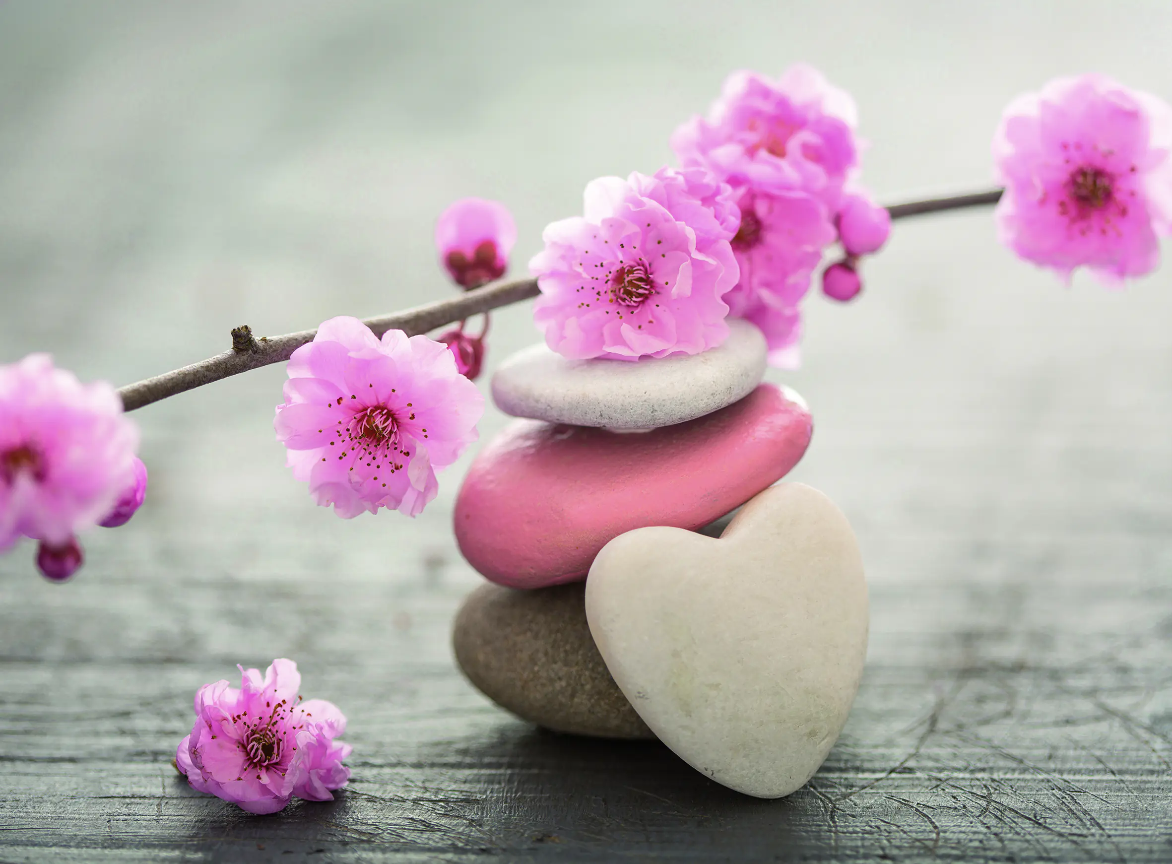 Keilrahmenbild Kirschblüten & Herz 56 x 76 cm rosa/beige