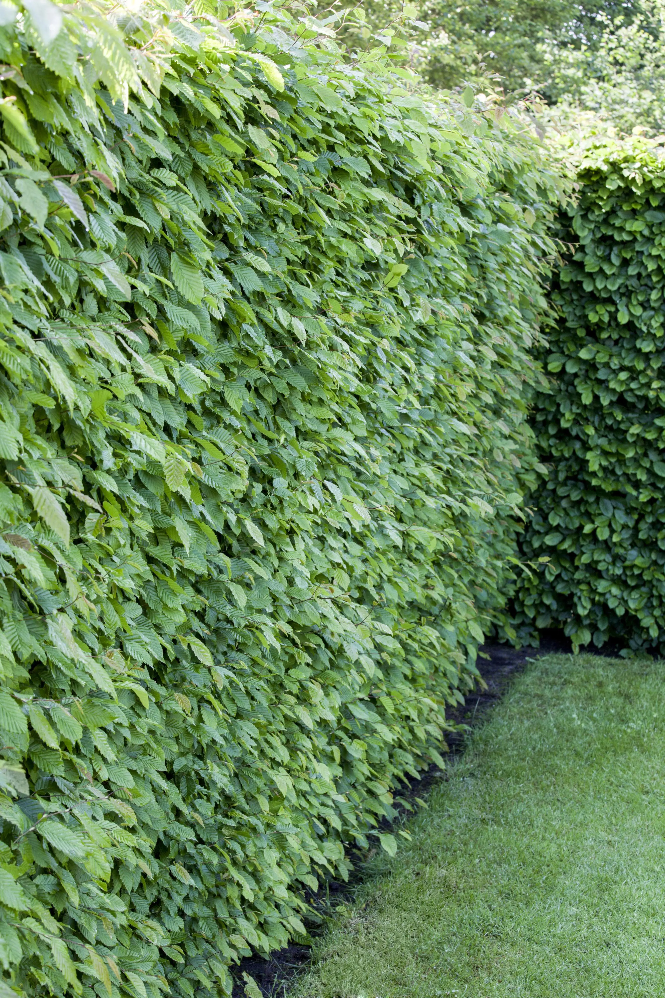 Ovalblättriger Liguster Ligustrum ovalivolium H 150 - 175 cm, 25 Stück