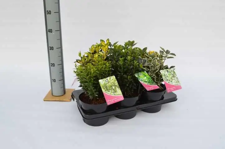 Spindelstrauch in Sorten 11 cm Topf