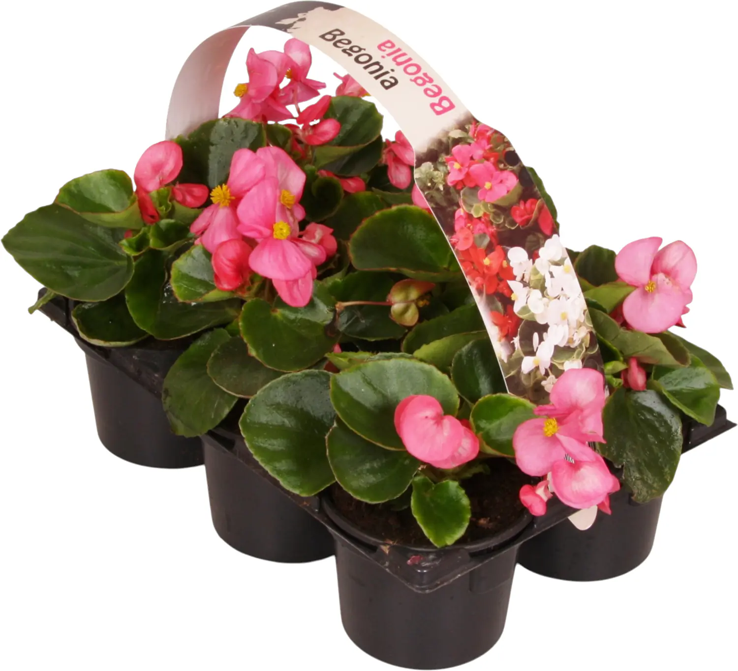 Beet- und Balkonpflanzen 6er Pack Beet- und Balkonpflanzen 6er Pack