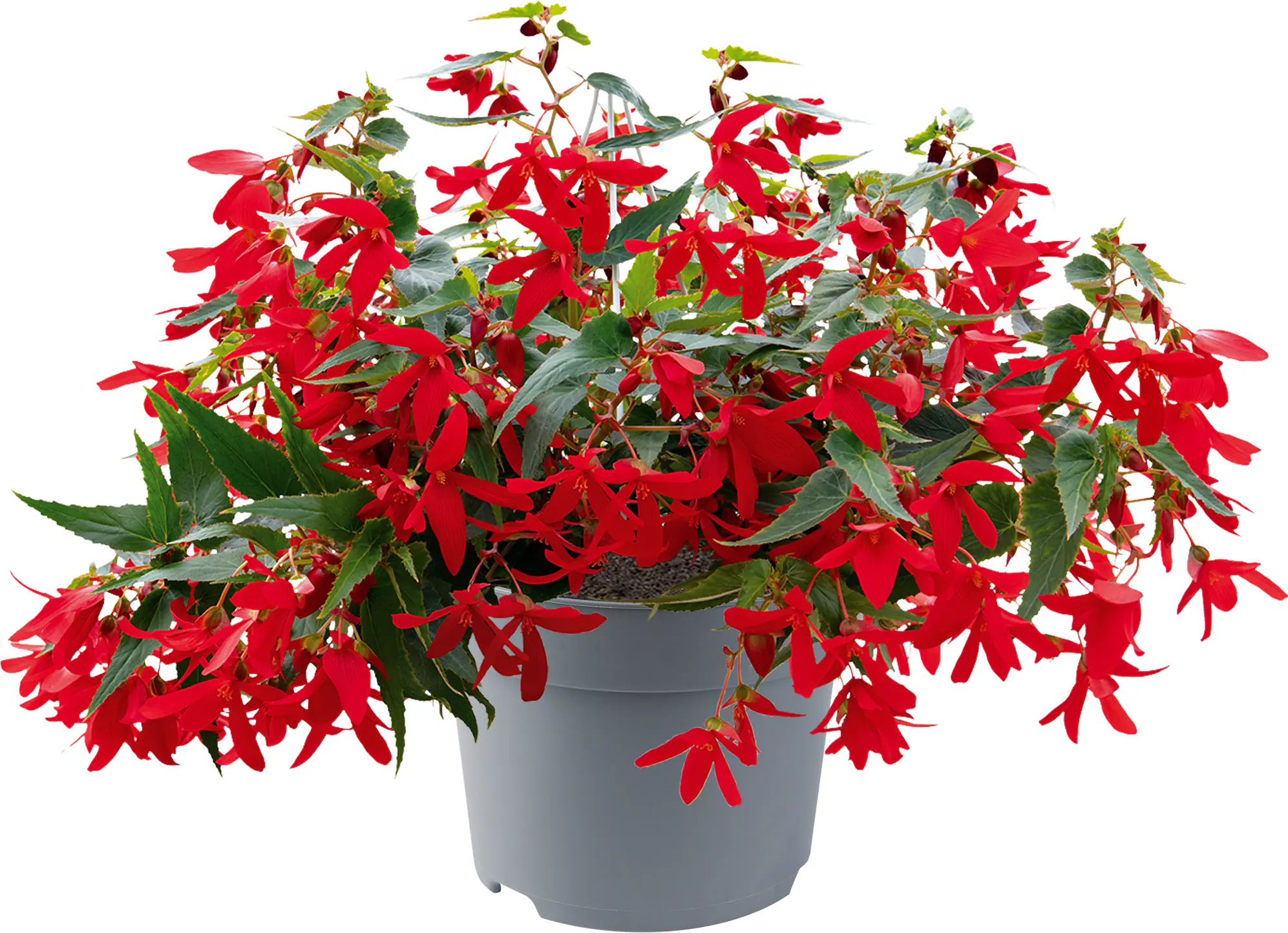 Begonia Groovy 12 cm