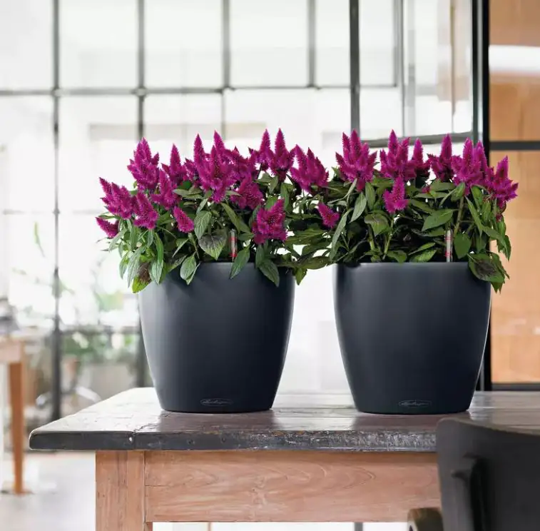 Lechuza Pflanzgefäß Classico Color 70 schiefergrau