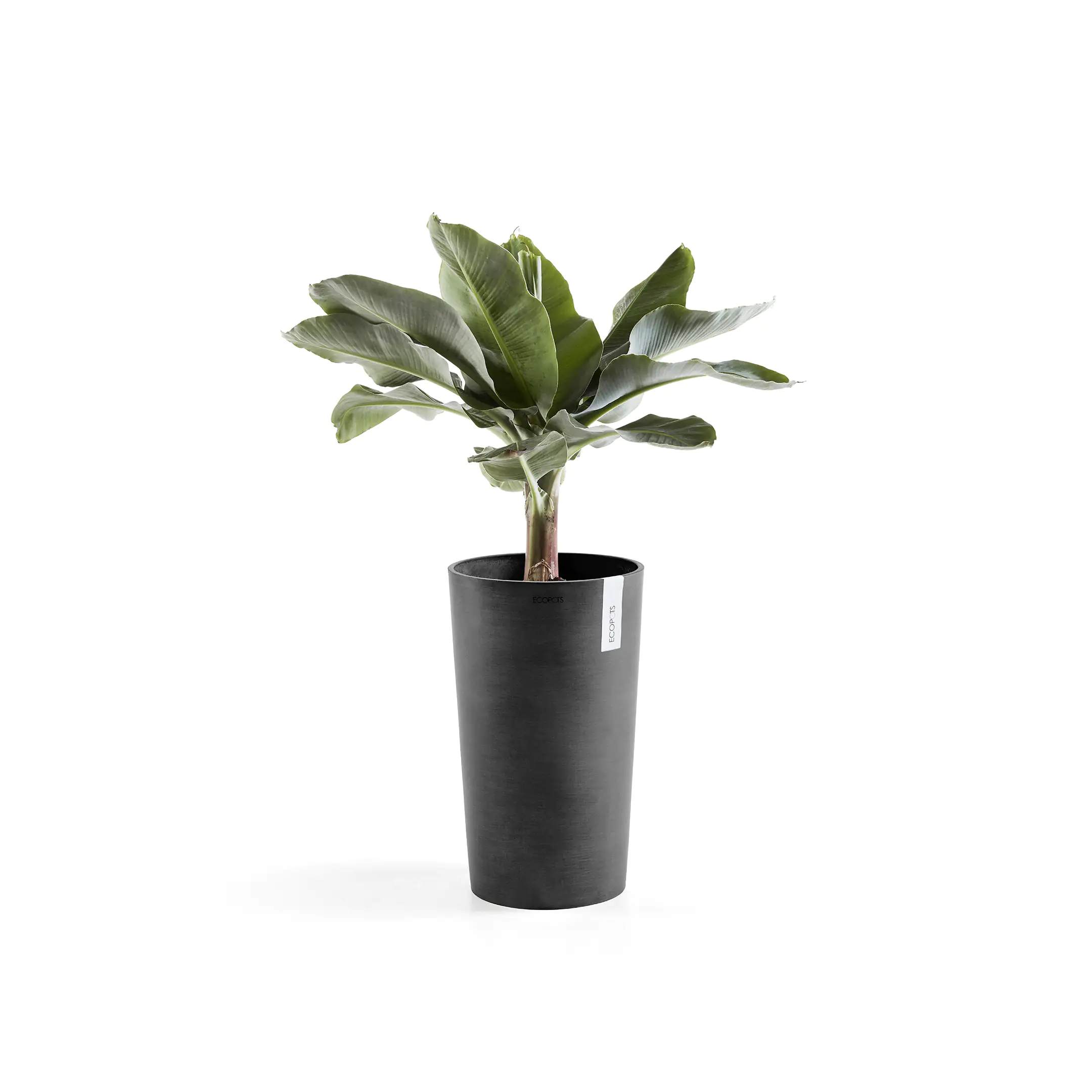 Ecopots Pflanztopf Amsterdam Ø 30 x 50 cm dunkelgrau Ecopots Pflanztopf Amsterdam Ø 30 x 50 cm dunkelgrau
