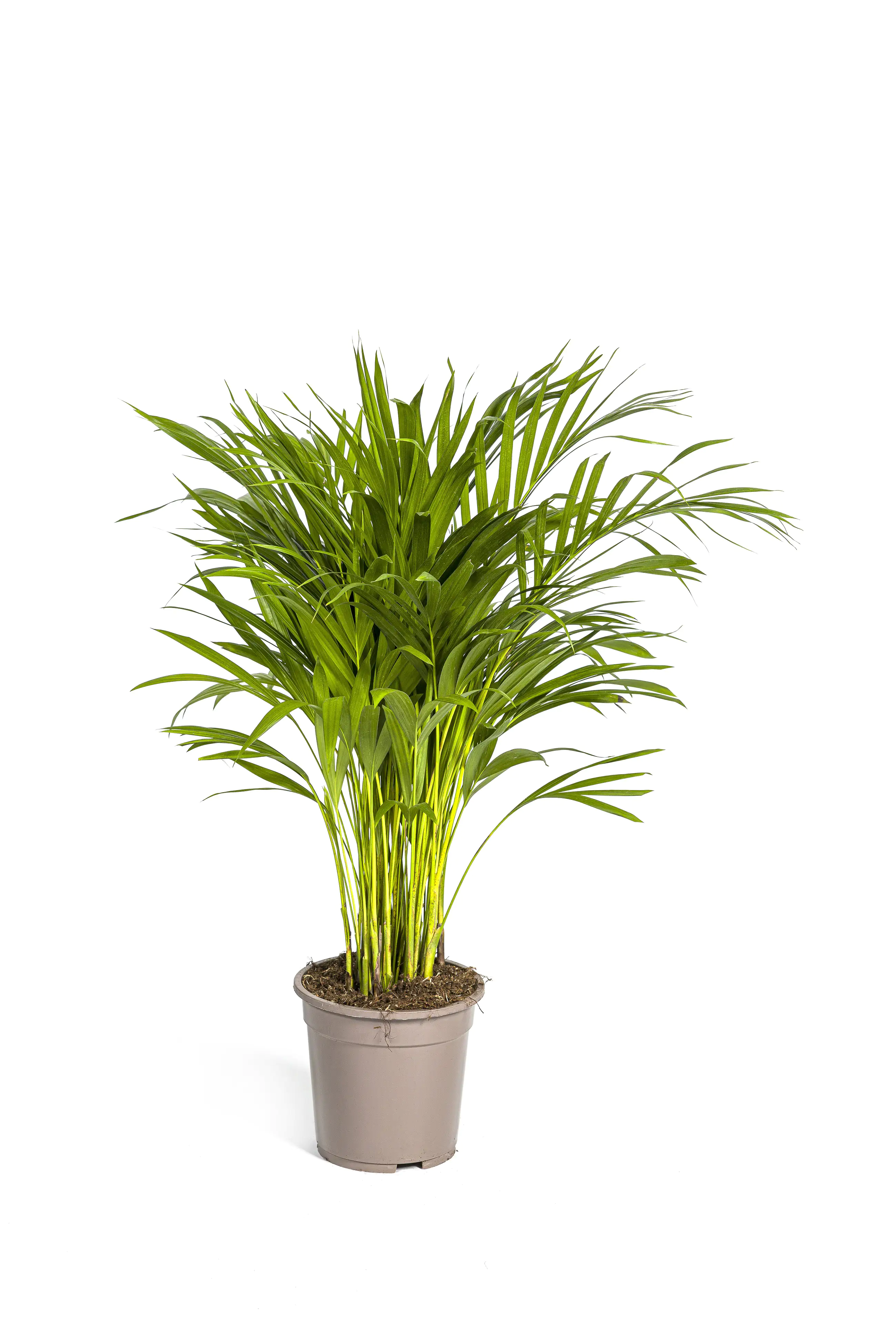 Areca-Palme Dypsis Lutescens H 80 cm 19 cm Topf