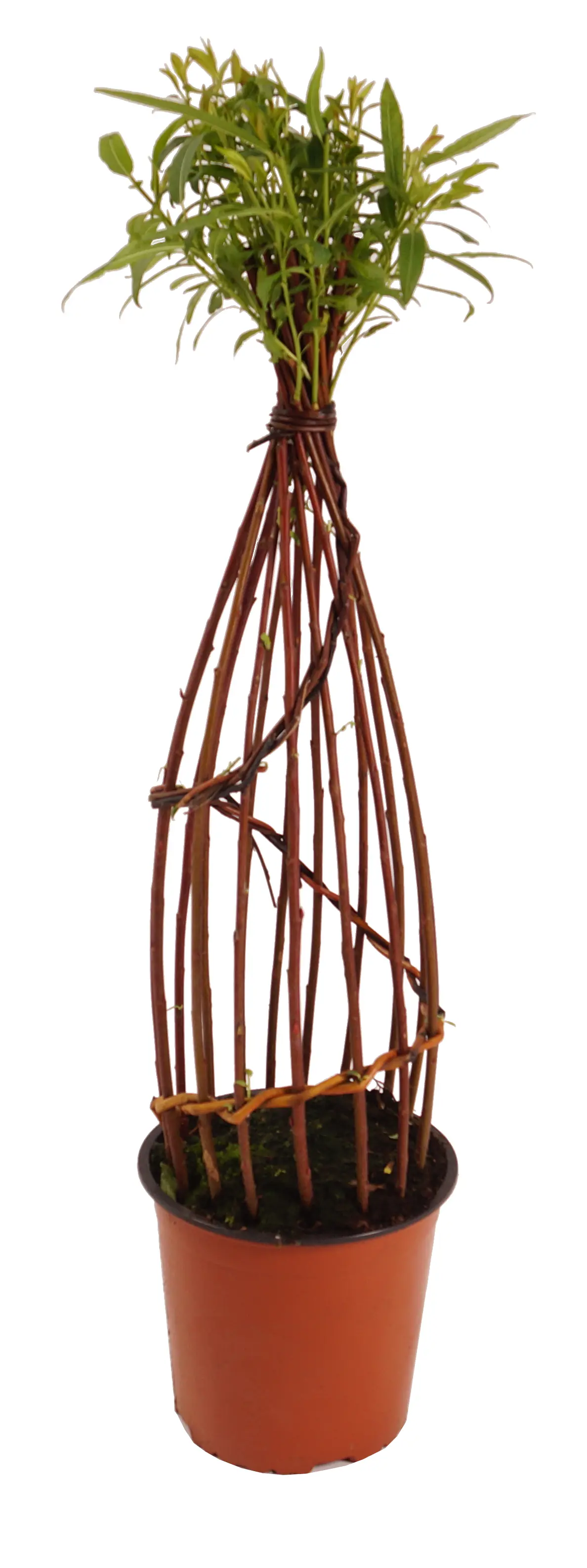 Salix Americana Flechtweide 18 cm Topf verschiedene Formen