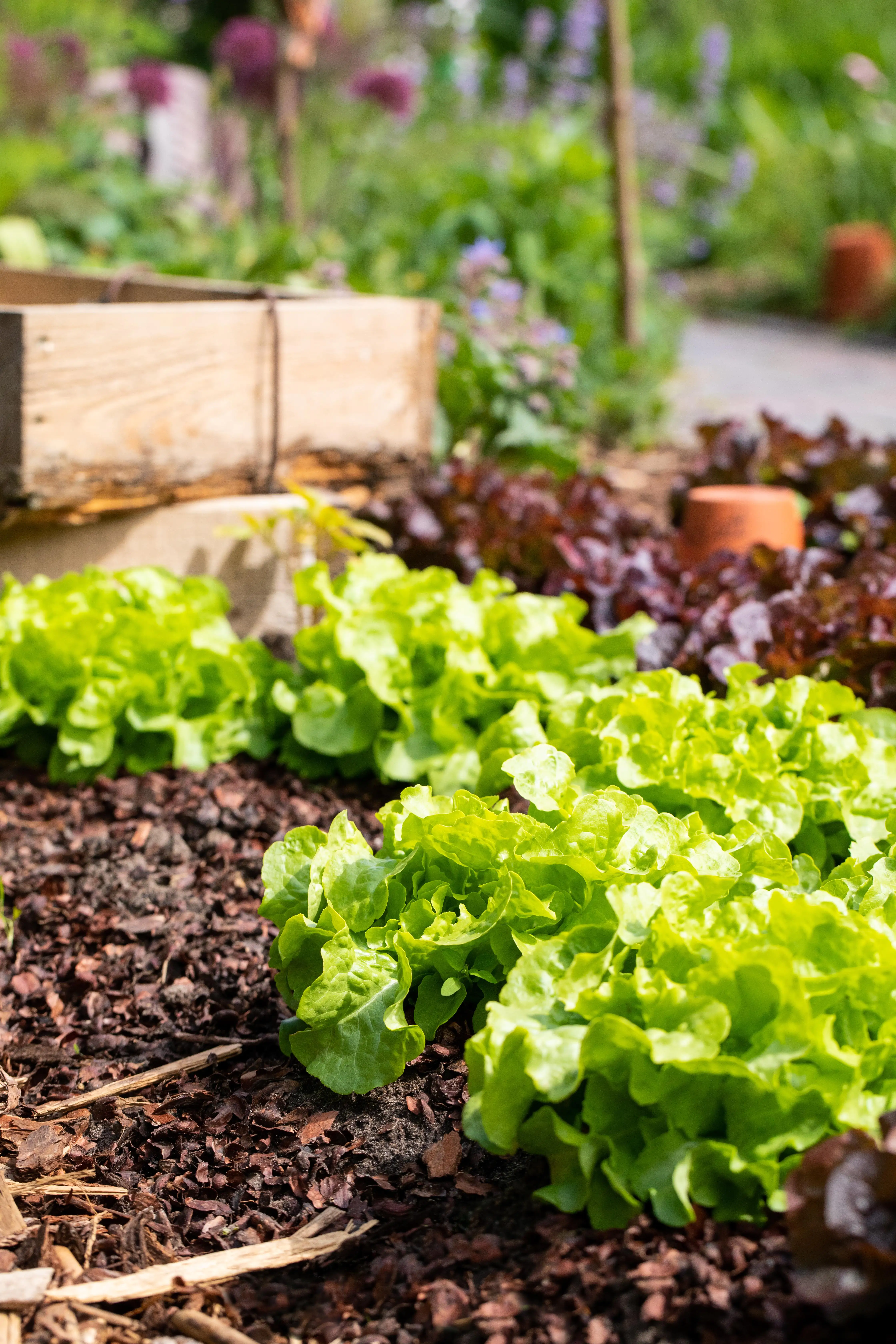 Multiblatt-Kopfsalat 6er Pack