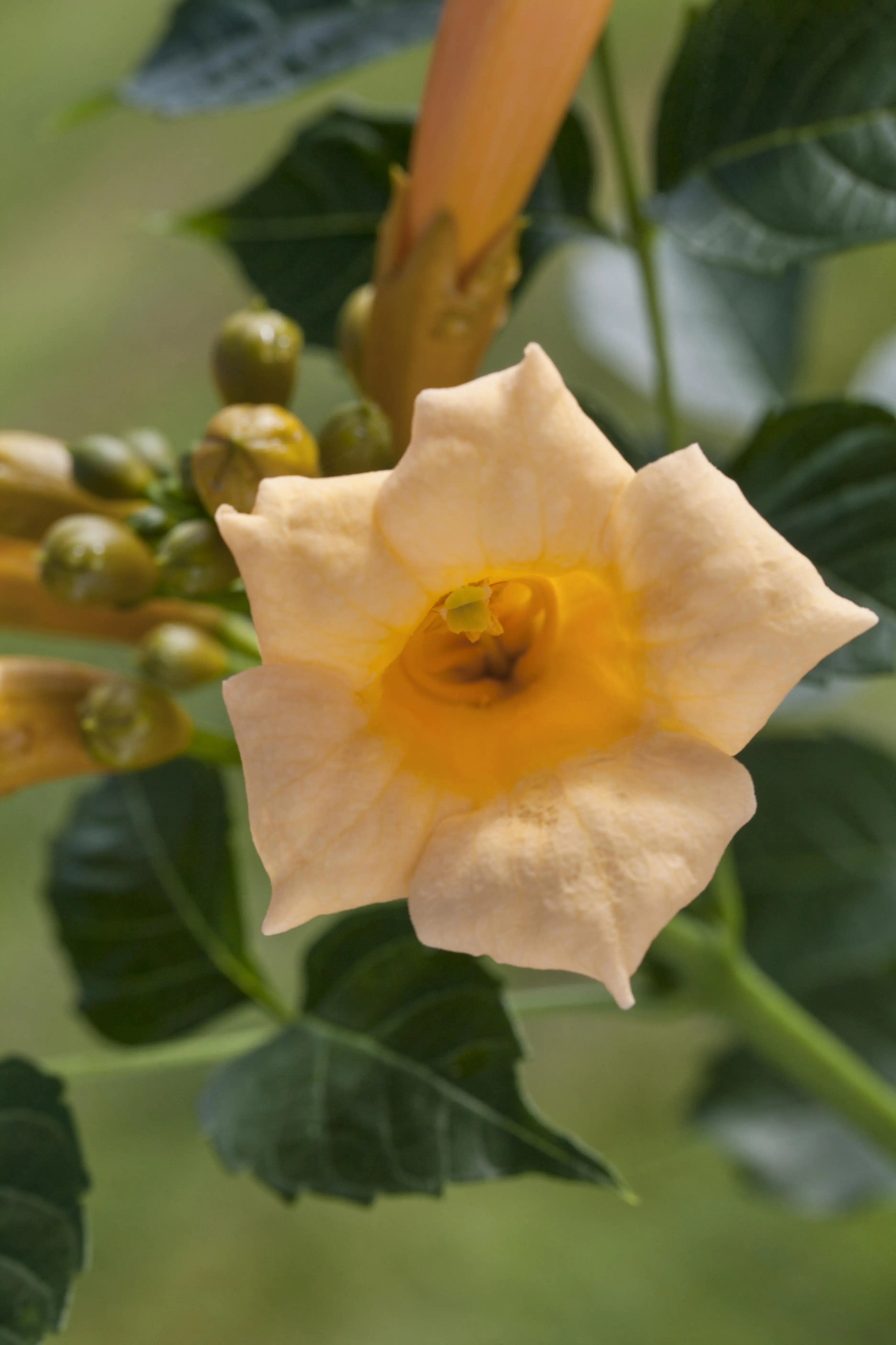 4029395082084 Trompetenblume Golden Trumpet 15 cm Roco Topf, 100 cm hoch