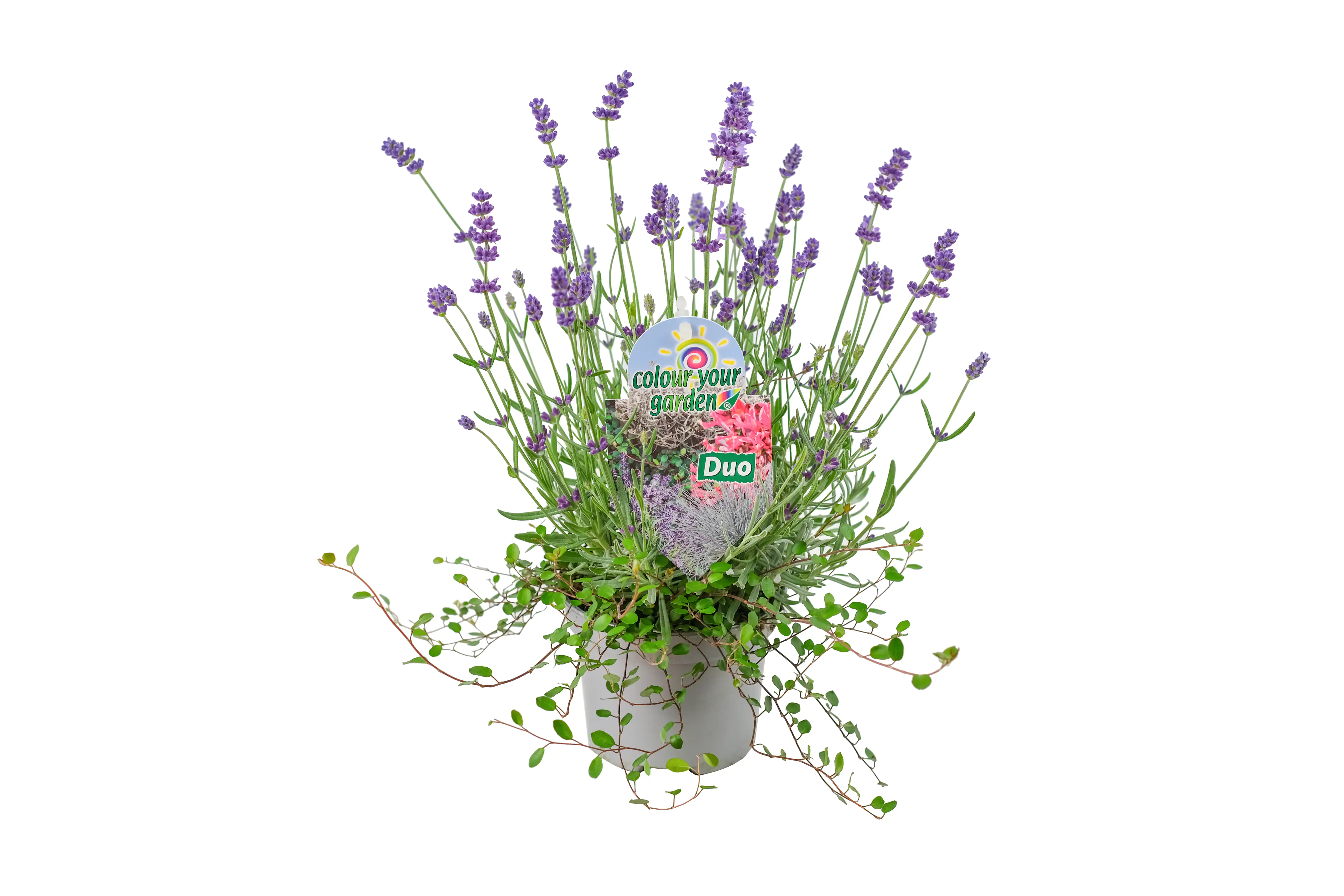 Herbstpflanzen - Duo 13 cm Topf