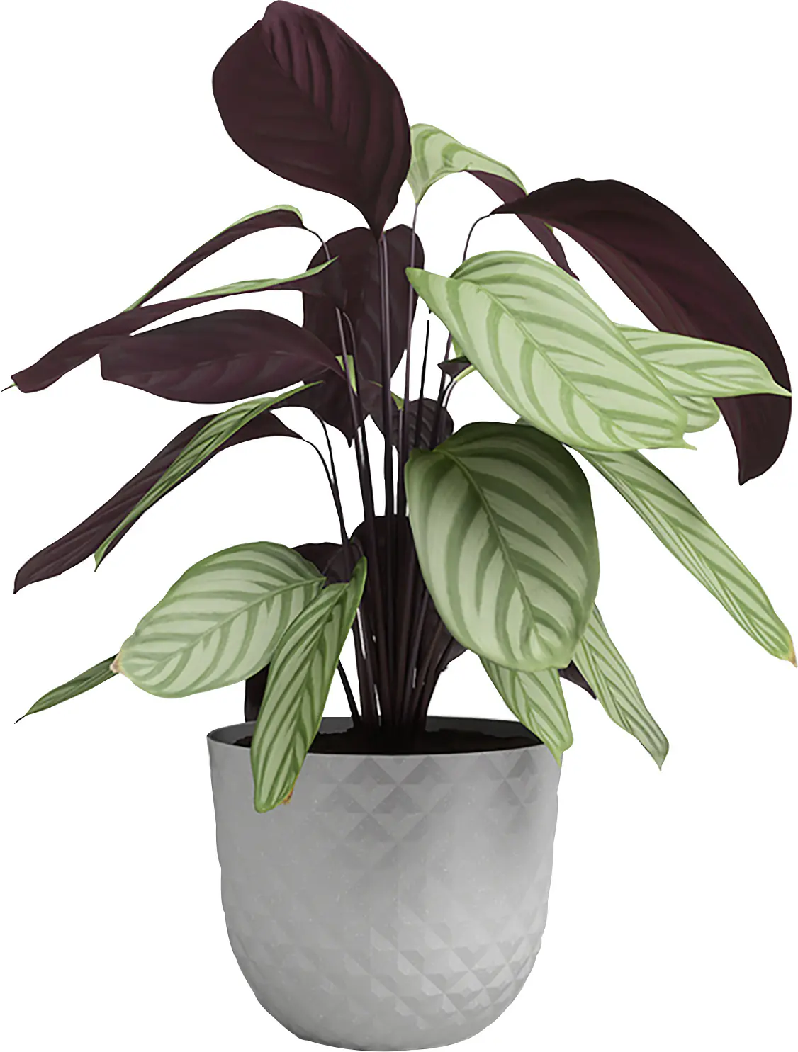 Artevasi Pflanztopf Havana Tropical Kunststoff grau matt Ø 30 x 25 cm