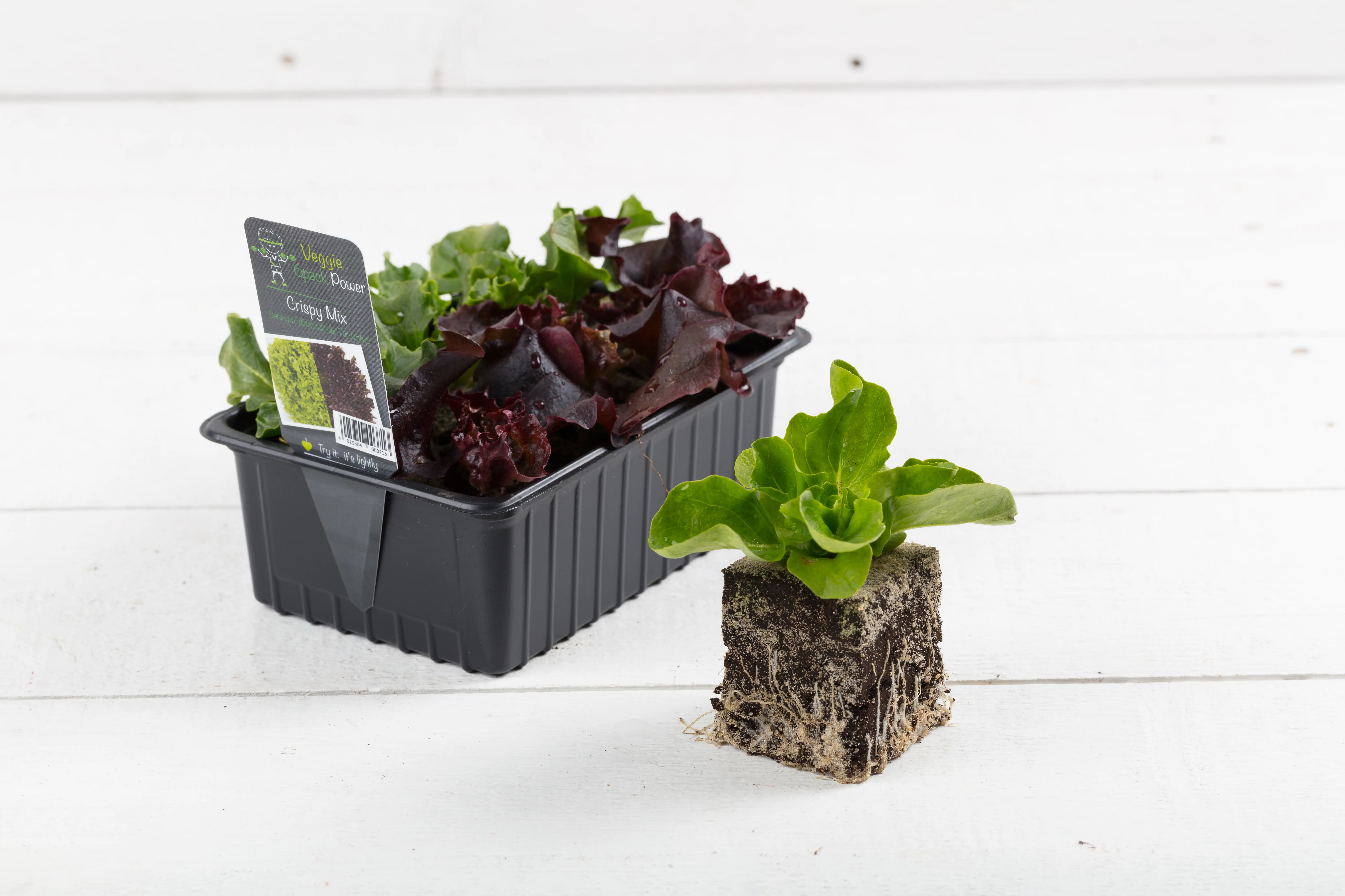 Multiblatt-Kopfsalat 6er Pack