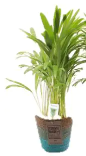 Areca Palme im Korb 12 cm Topf