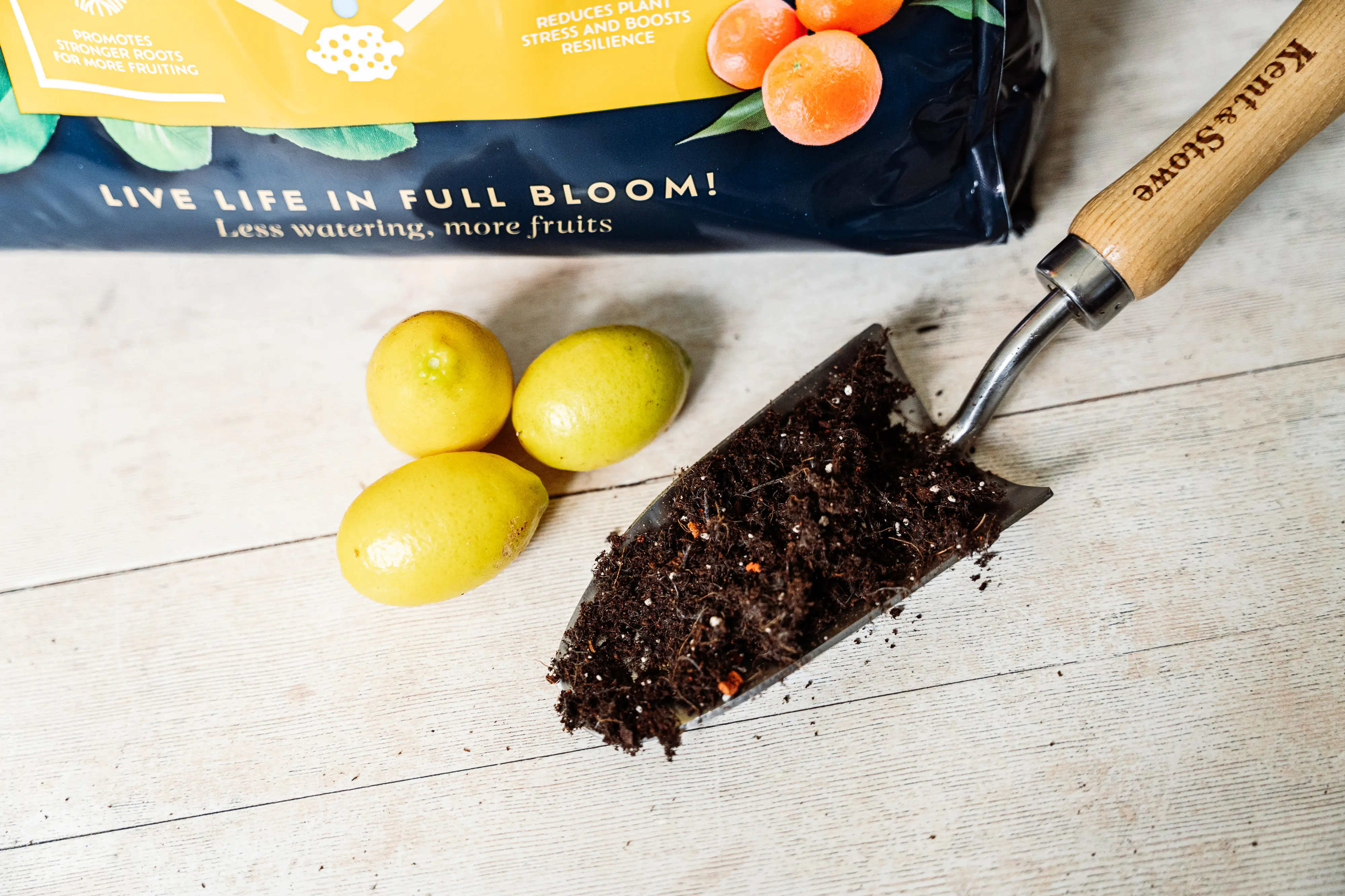 Westland Zitrus Erde torffrei 8 L