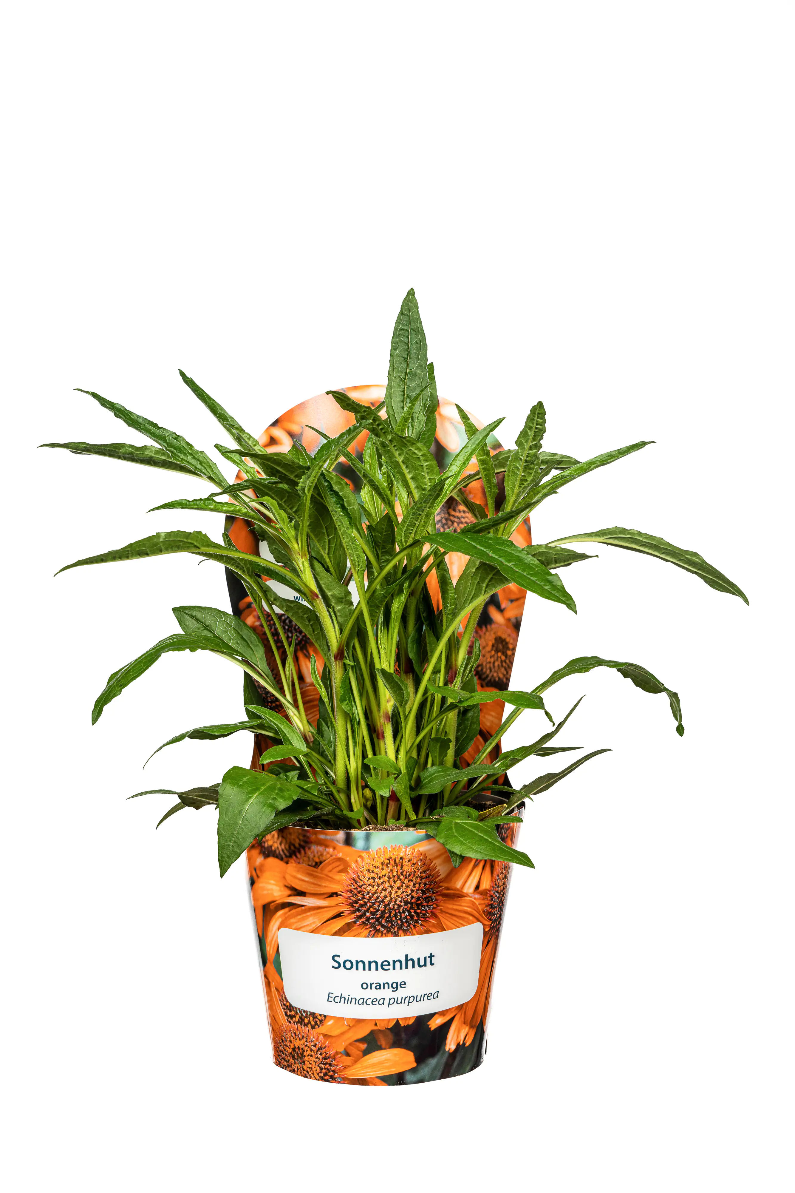Sonnenhut Echinacea purpurea 19 cm Topf