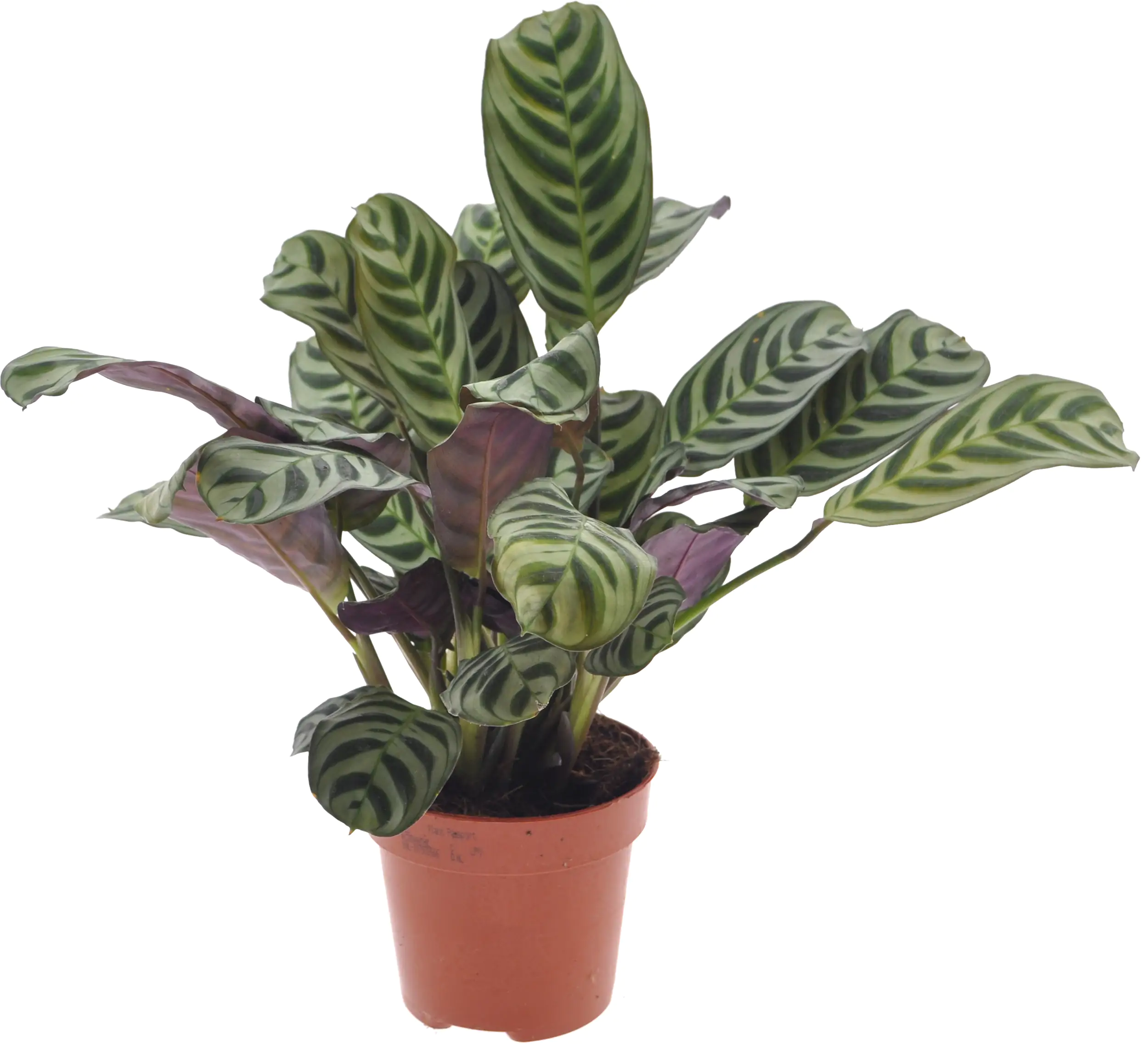 Grünpflanzenmix H ca 40 cm 12 cm Topf Grünpflanzenmix H ca 40 cm 12 cm Topf