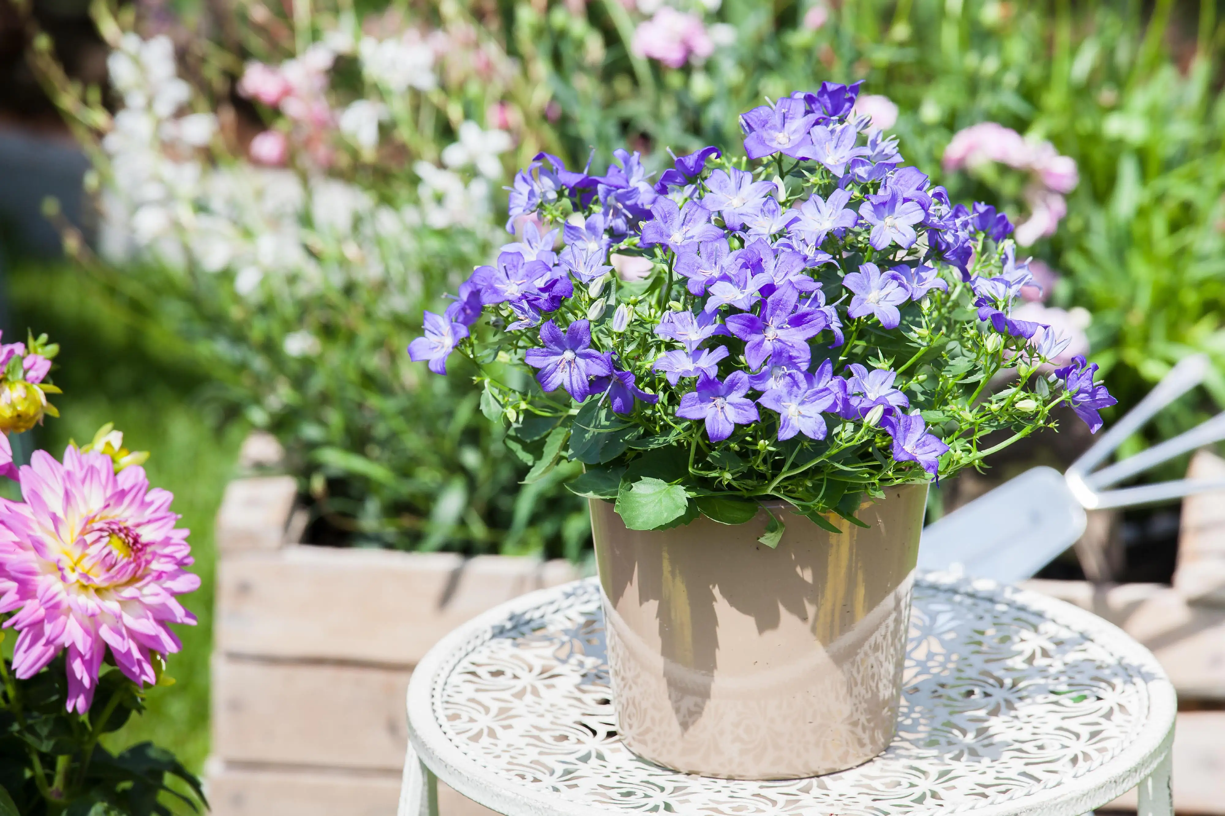 Glockenblume Blau 10,5 cm Topf Glockenblume Blau 10,5 cm Topf