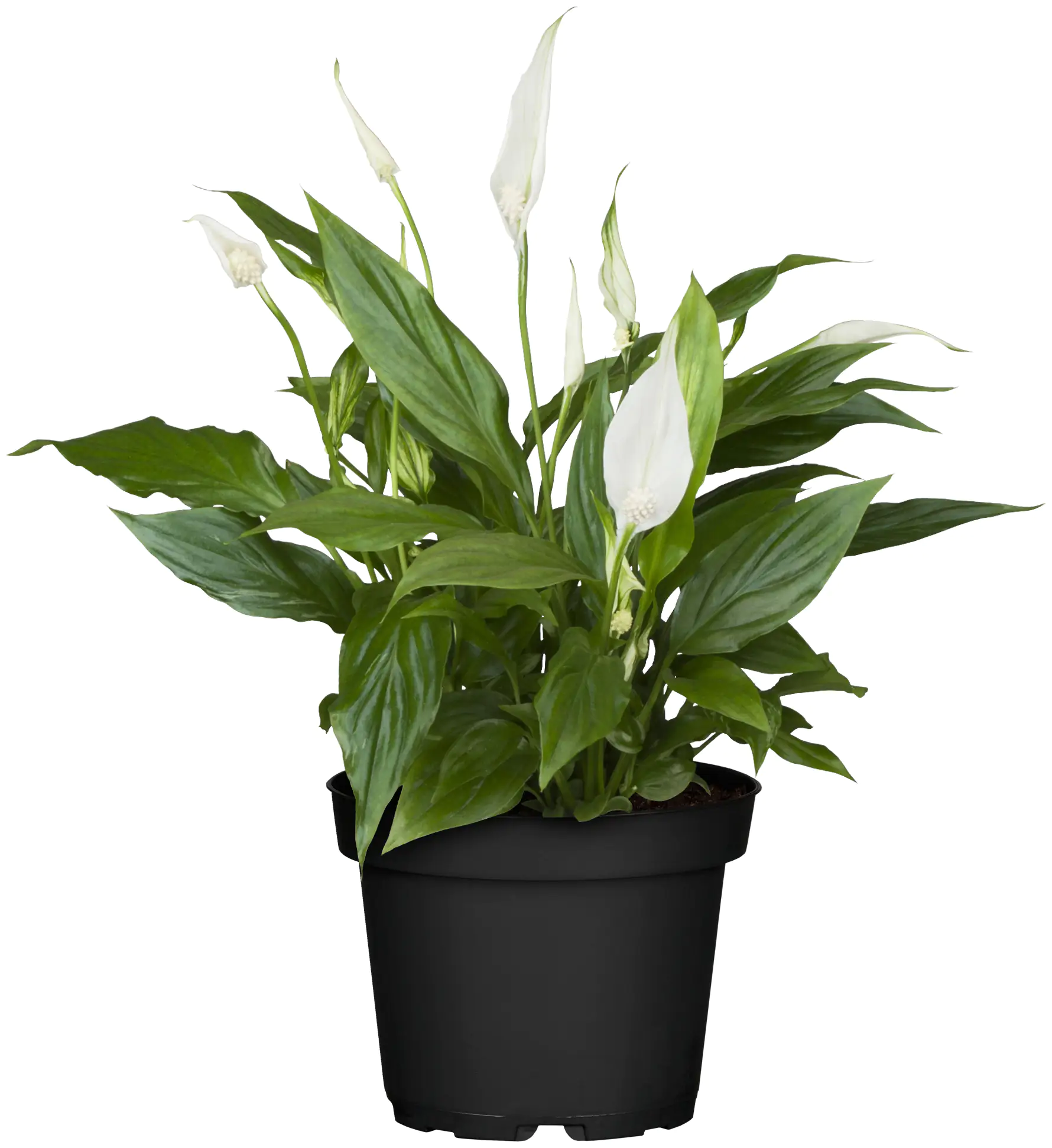 Einblatt Spatiphyllum Pearl Cupido H ca. 17 cm 7 cm Topf Einblatt Spatiphyllum Pearl Cupido H ca. 17 cm 7 cm Topf