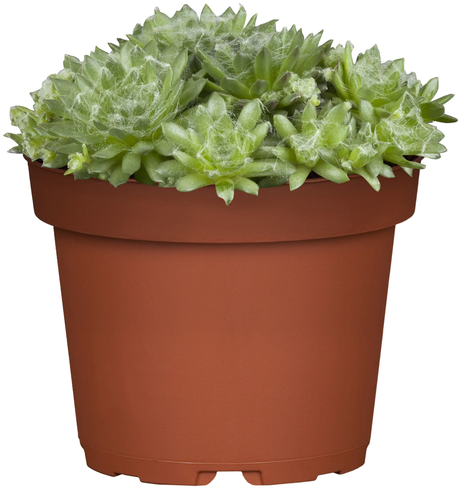 Hauswurz Sempervivum Mix 9 cm Topf