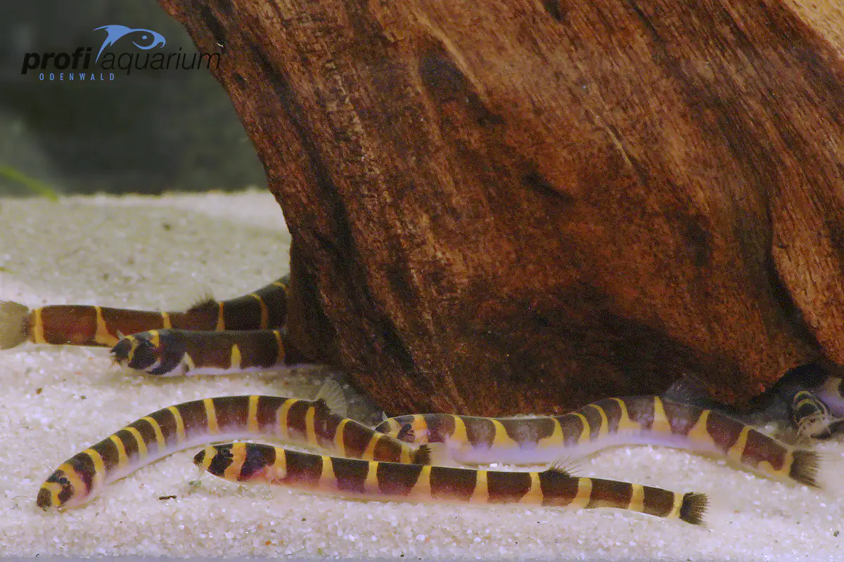 Aquariumfisch geflecktes Dornauge Acanthophthalmus kuhlii