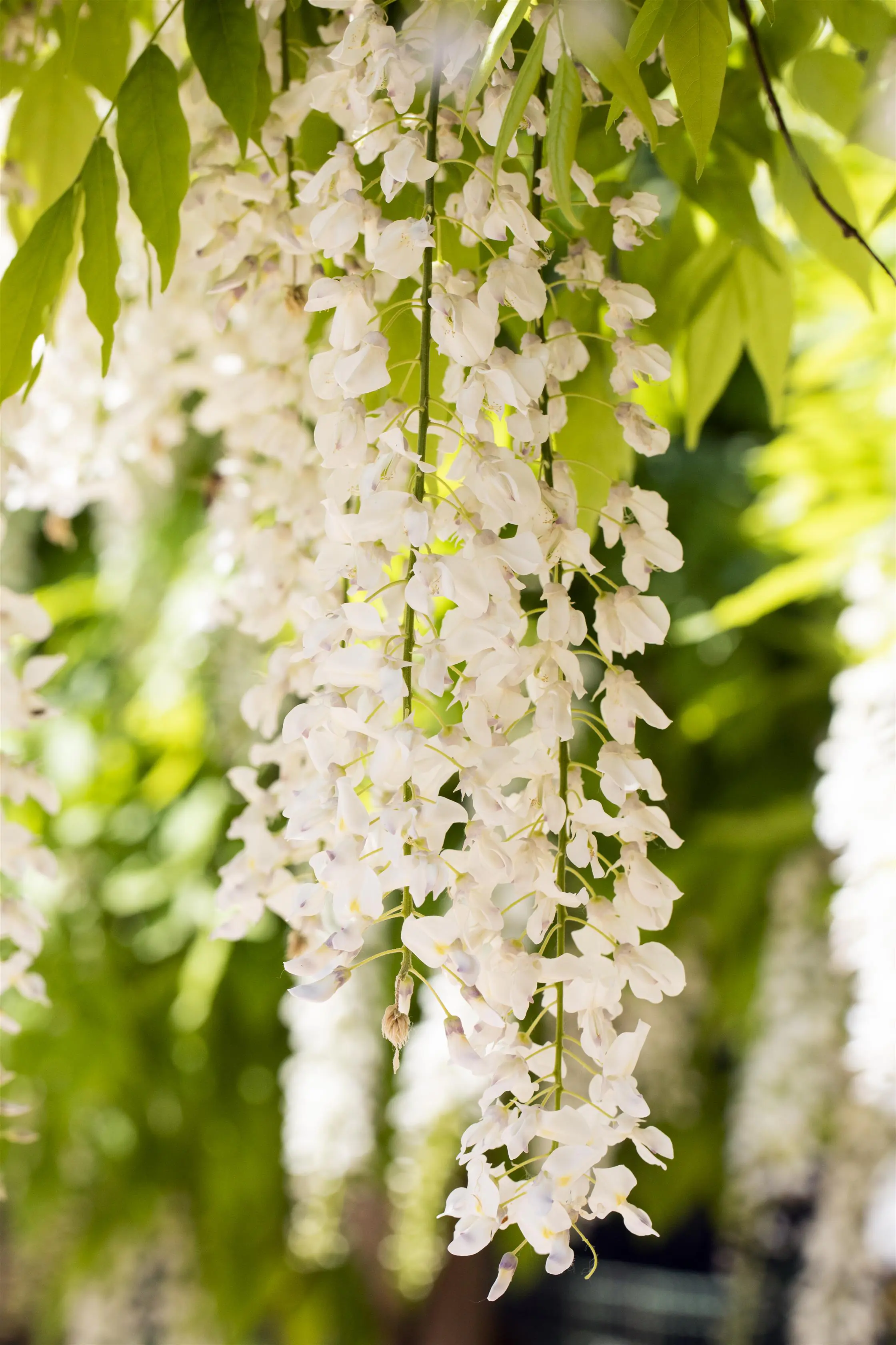 Blauregen Wisteria Alba H ca 40 cm 2 L Eckcontainer