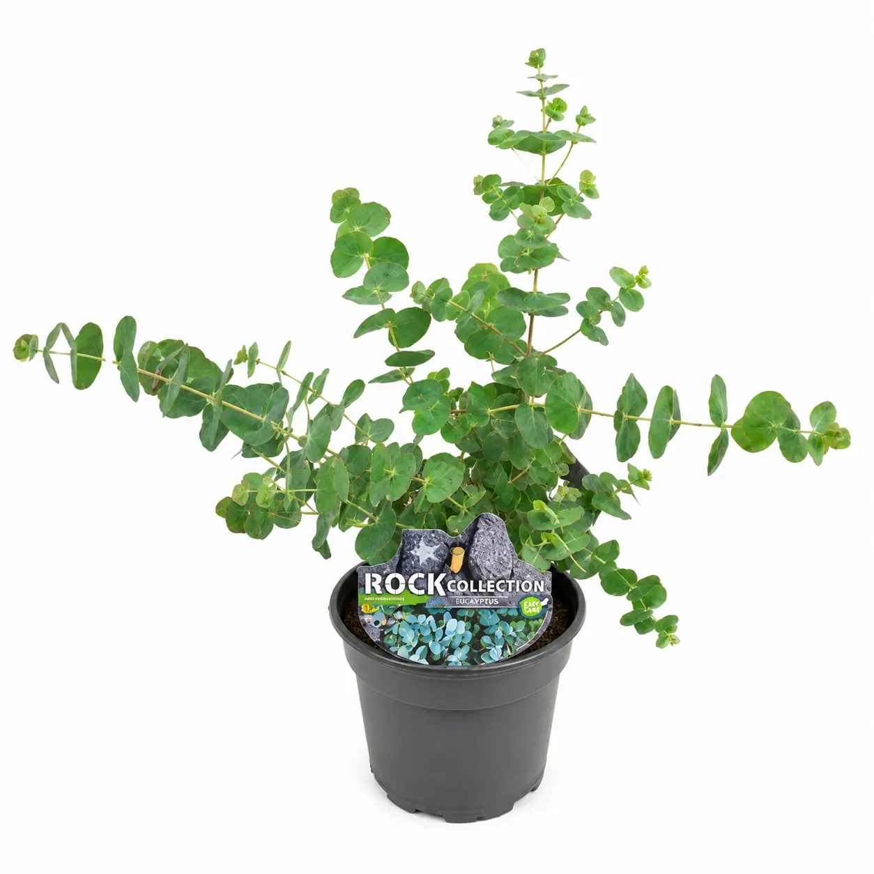 Eucalyptus parvifolia 13 cm Topf