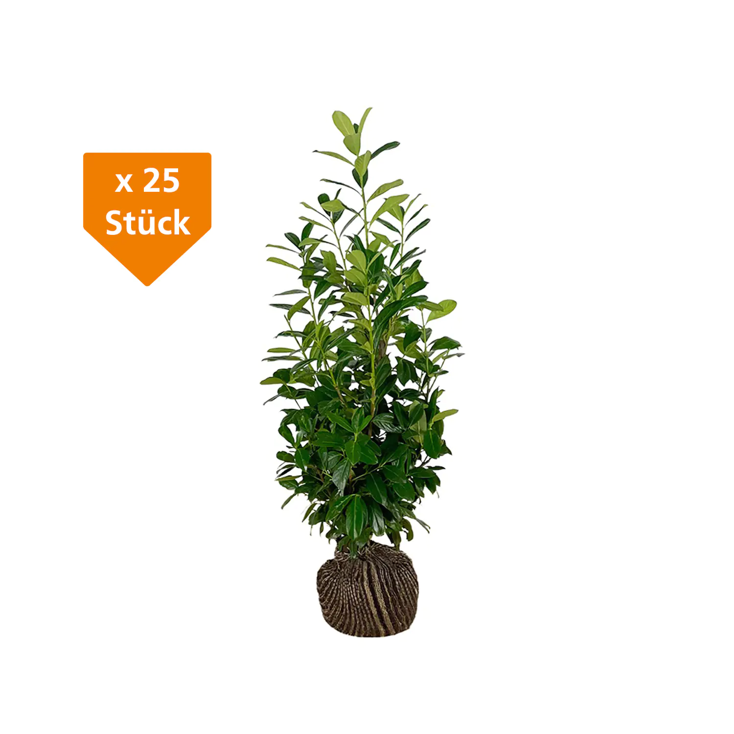 Kirschlorbeer Novita Prunus laur. Novita H 80 - 100 cm, 25 Stück