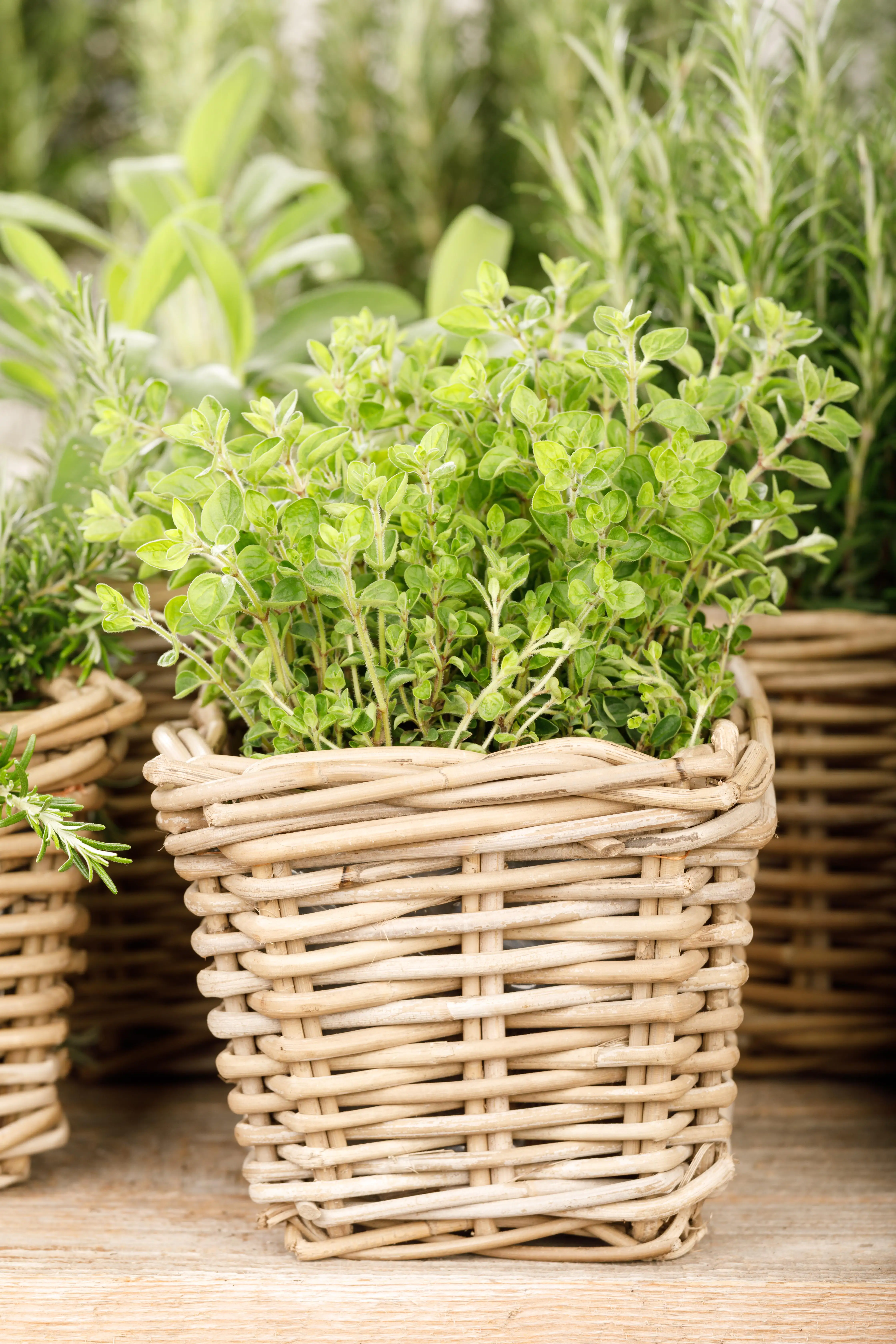 8717432731175_1 Oregano Origanum Vulgare H 25 cm 14 cm Topf