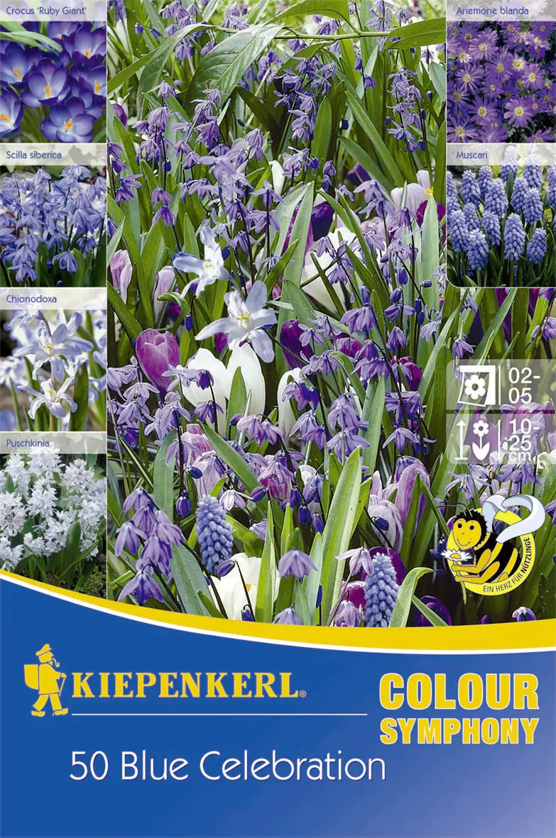 Kiepenkerl Blumenzwiebel Colour Symphony Blue Celebration Kiepenkerl Blumenzwiebel Colour Symphony Blue Celebration
