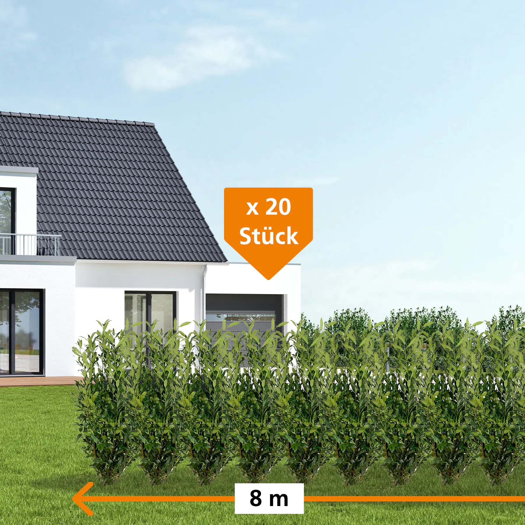 Kirschlorbeer Herbergii Prunus laur. Herbergii H 125 - 150 cm, 20 Stück